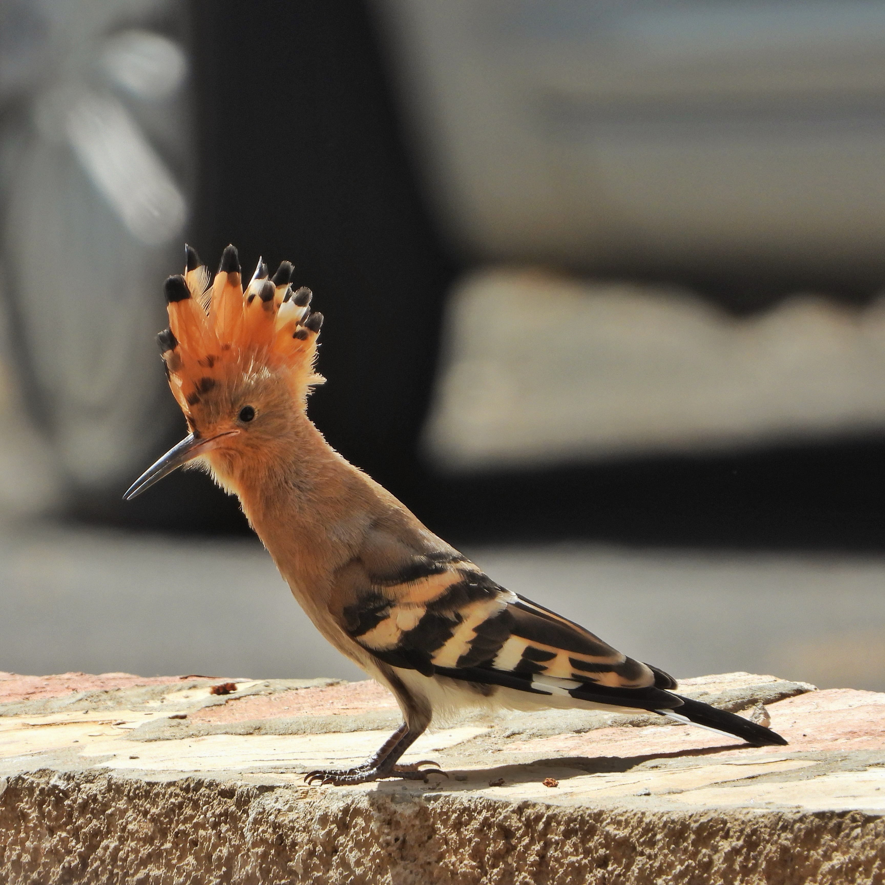 Eurasian Hoopoe 10