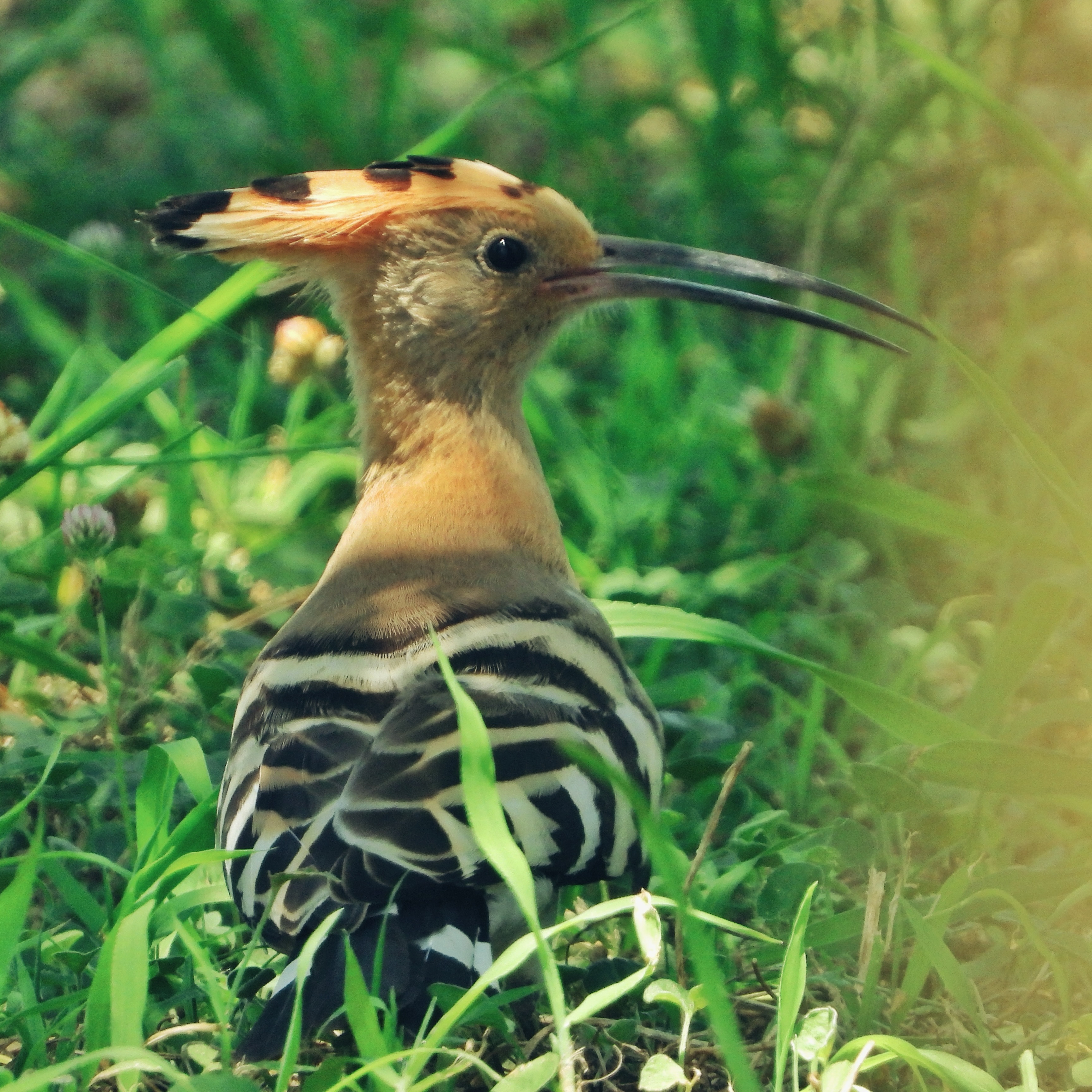 Eurasian Hoopoe 11