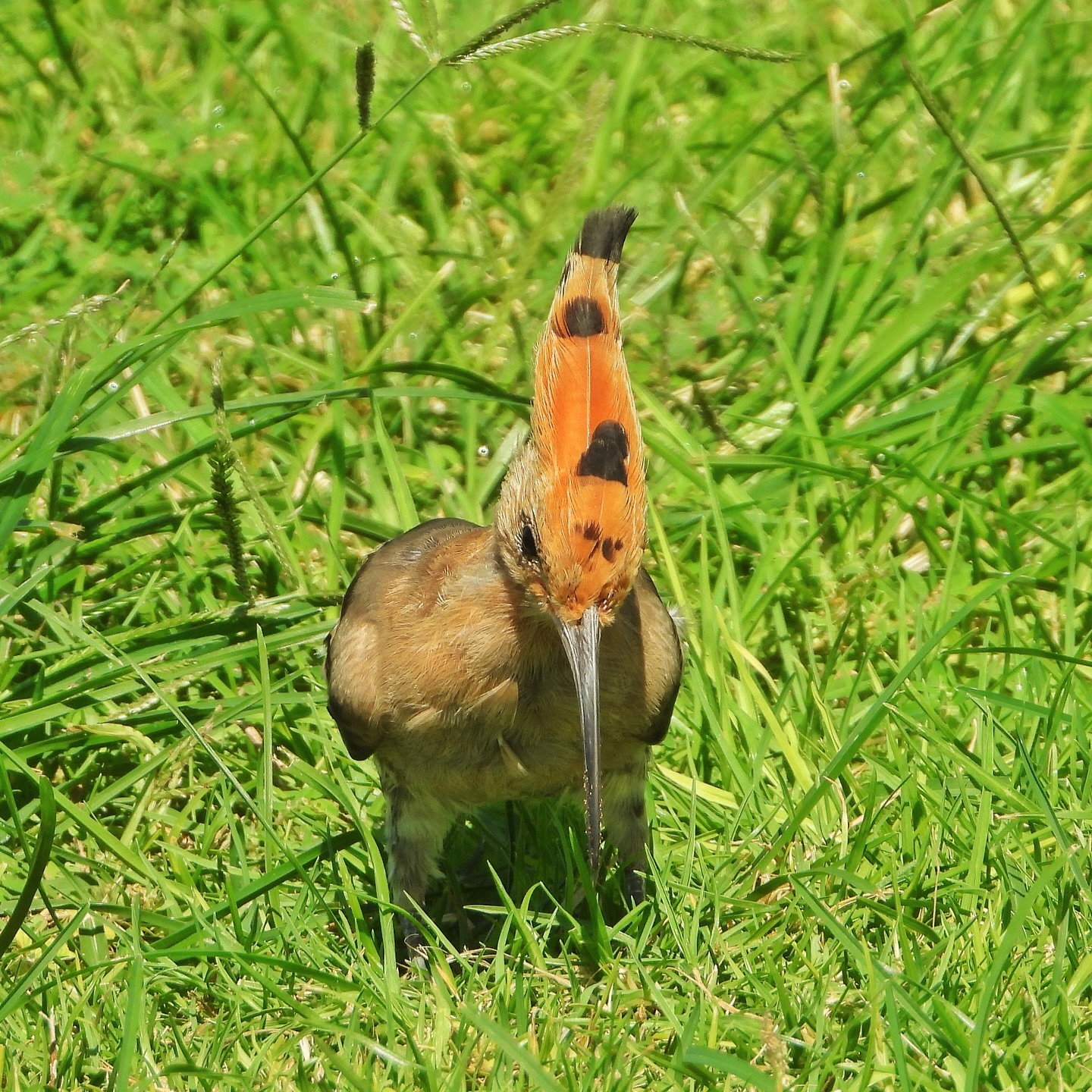 Eurasian Hoopoe 12