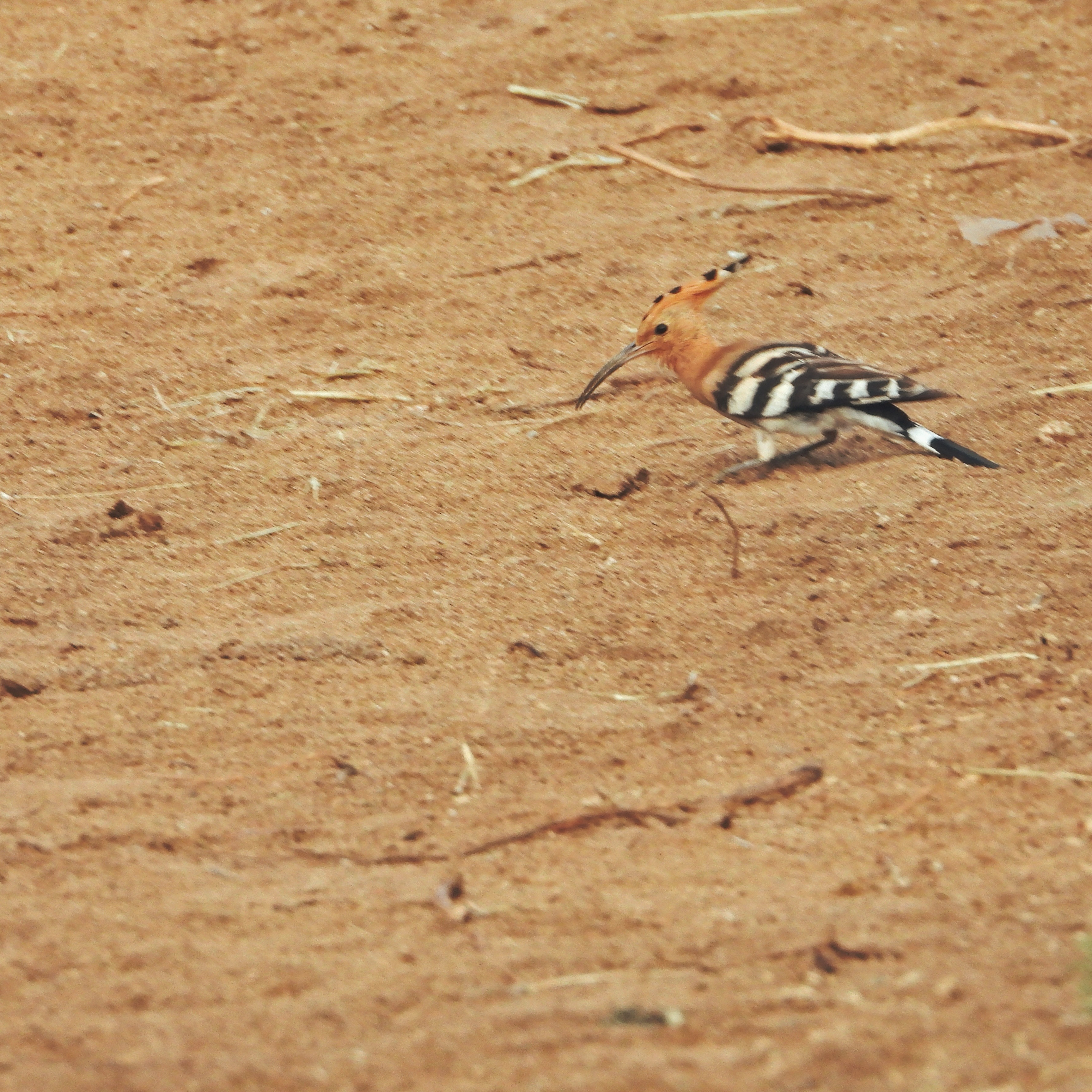 Eurasian Hoopoe 7