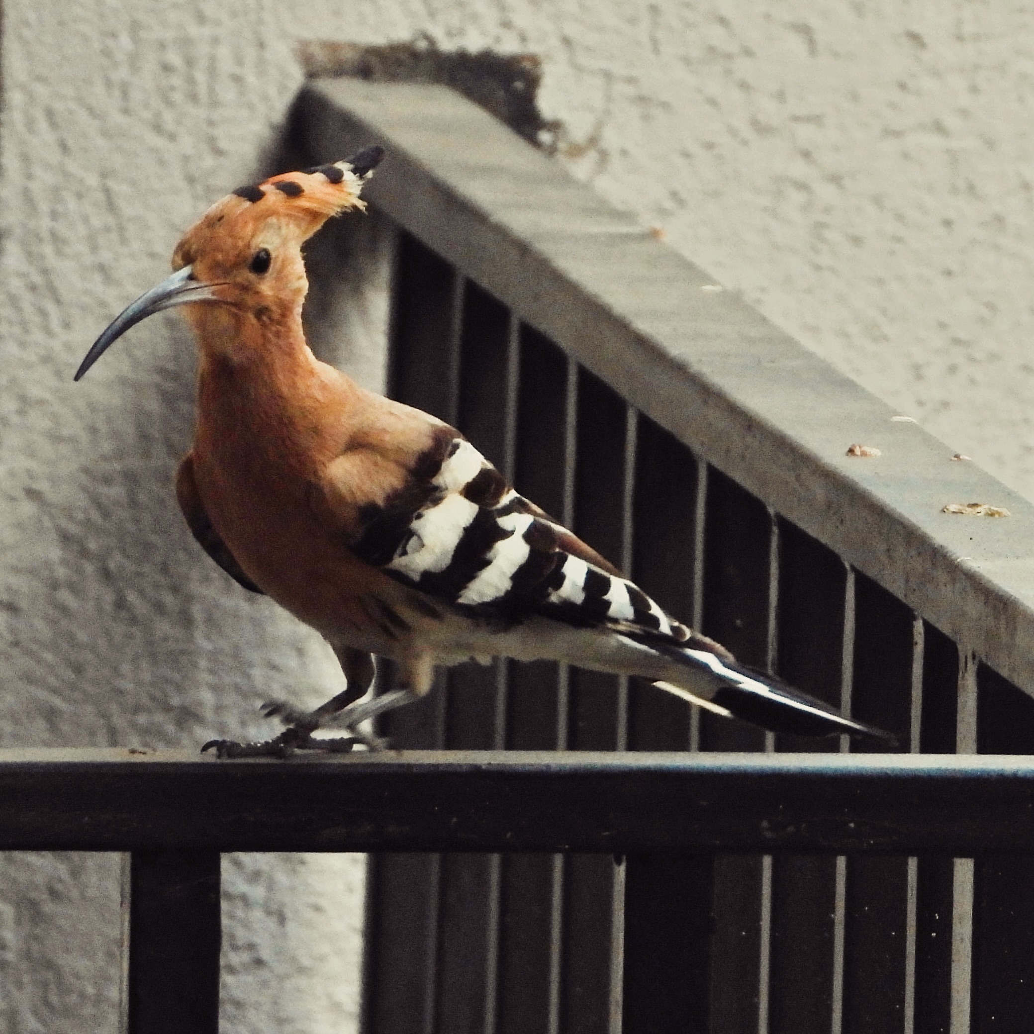 Eurasian Hoopoe 8