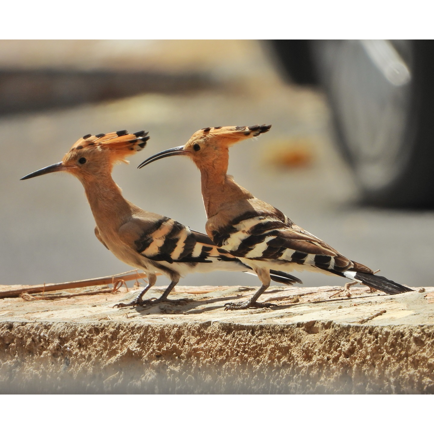 Eurasian Hoopoe 9