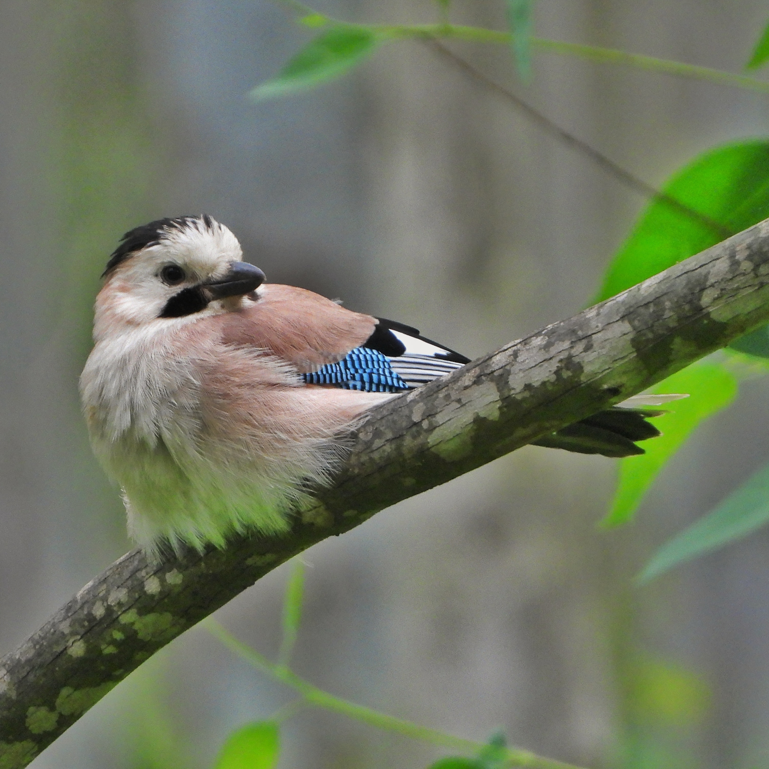 Eurasian Jay 12