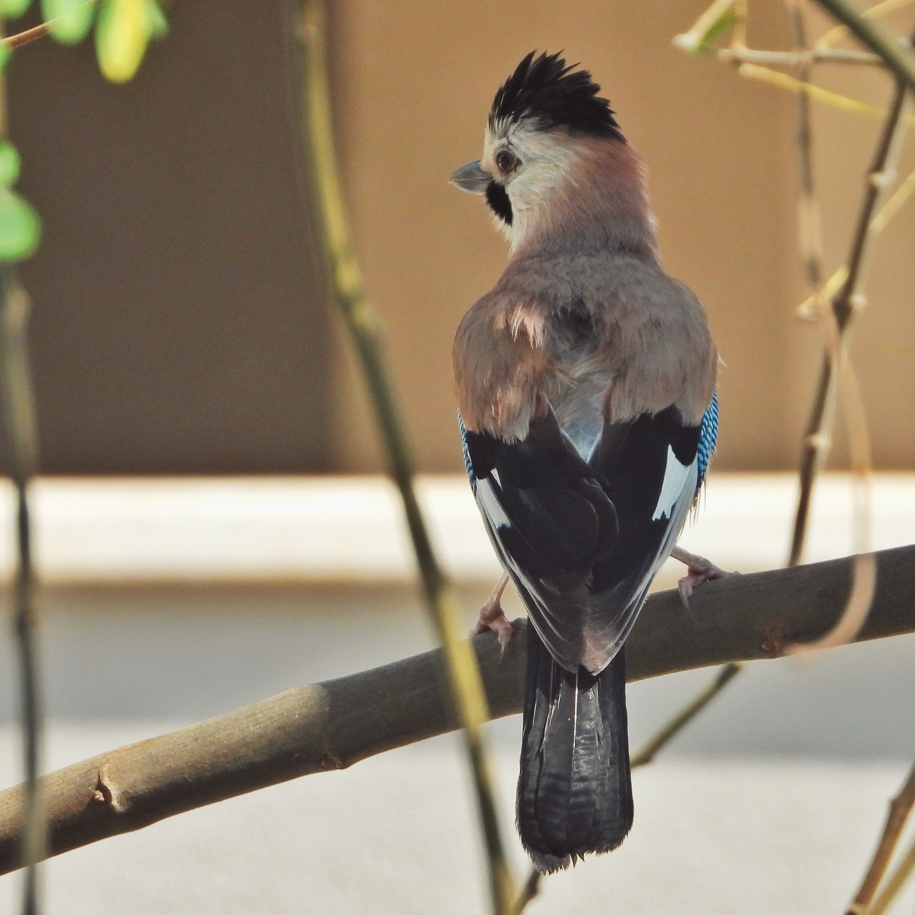 Eurasian Jay 13