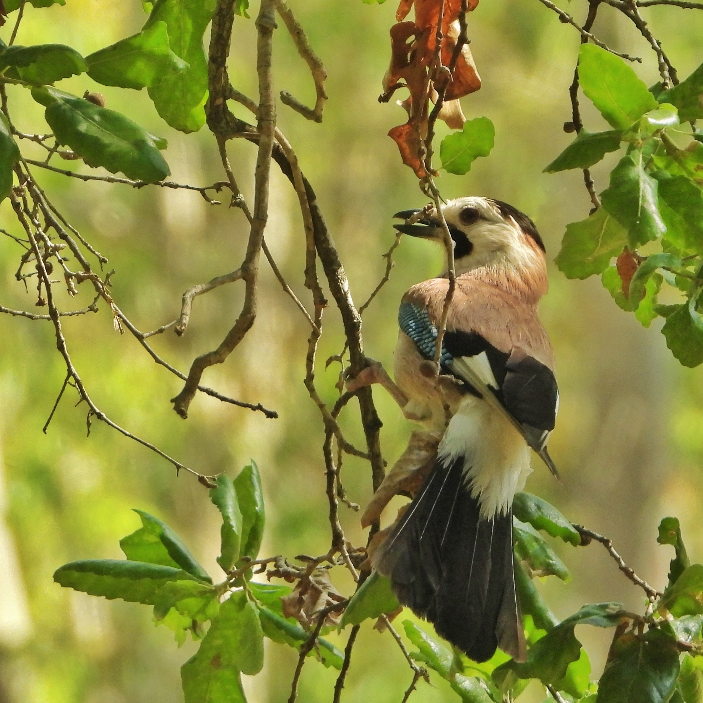 Eurasian Jay 14