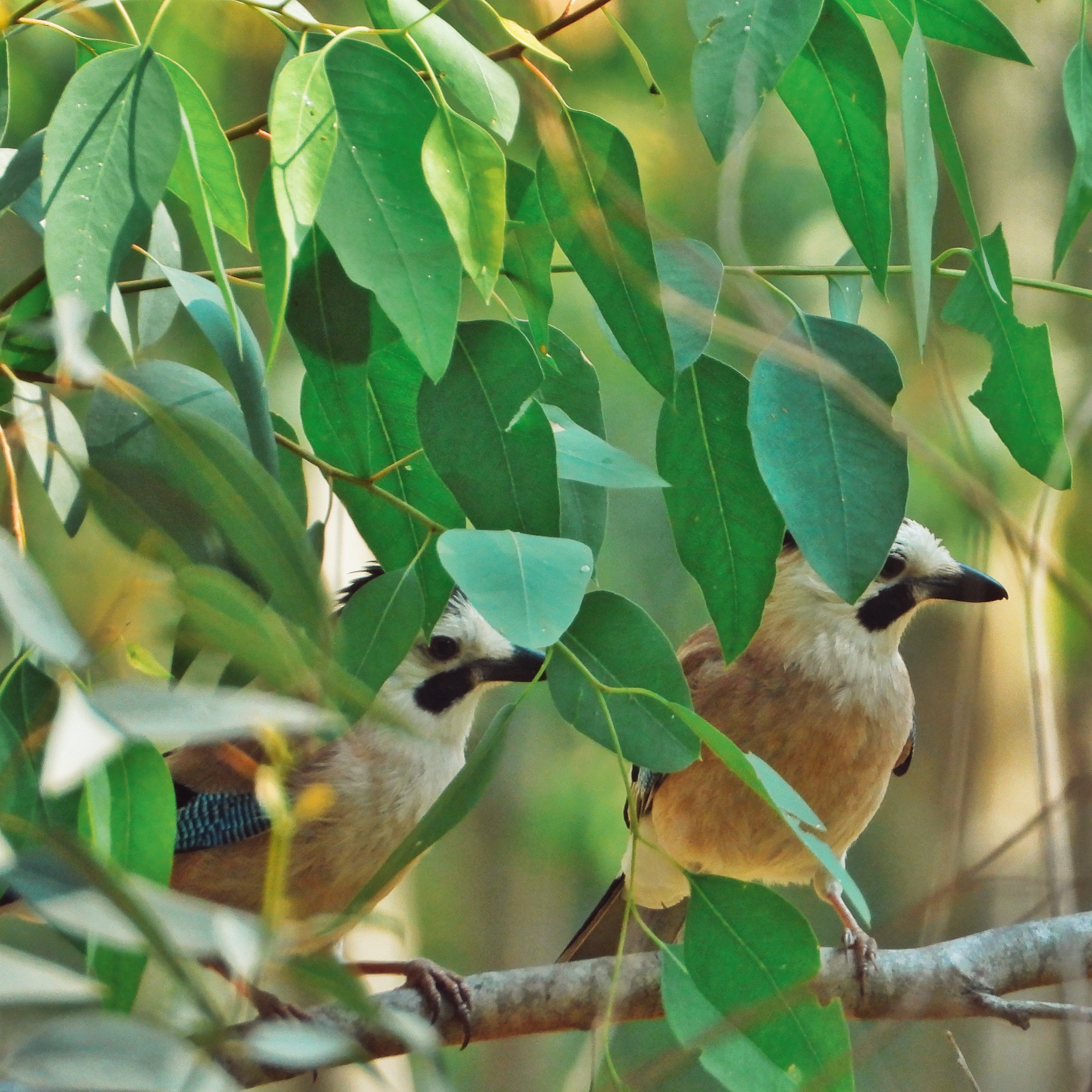 Eurasian Jay 15