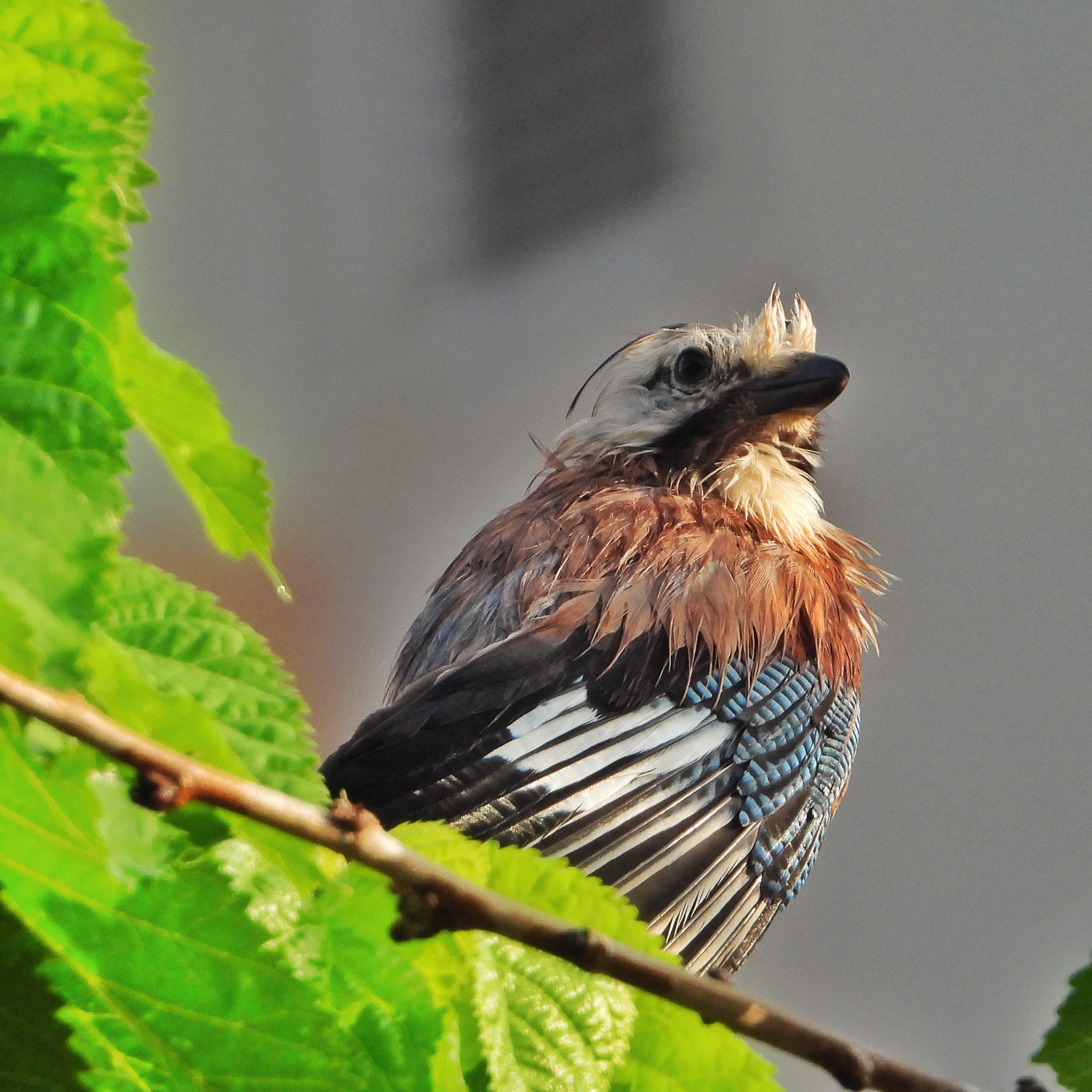 Eurasian Jay 16