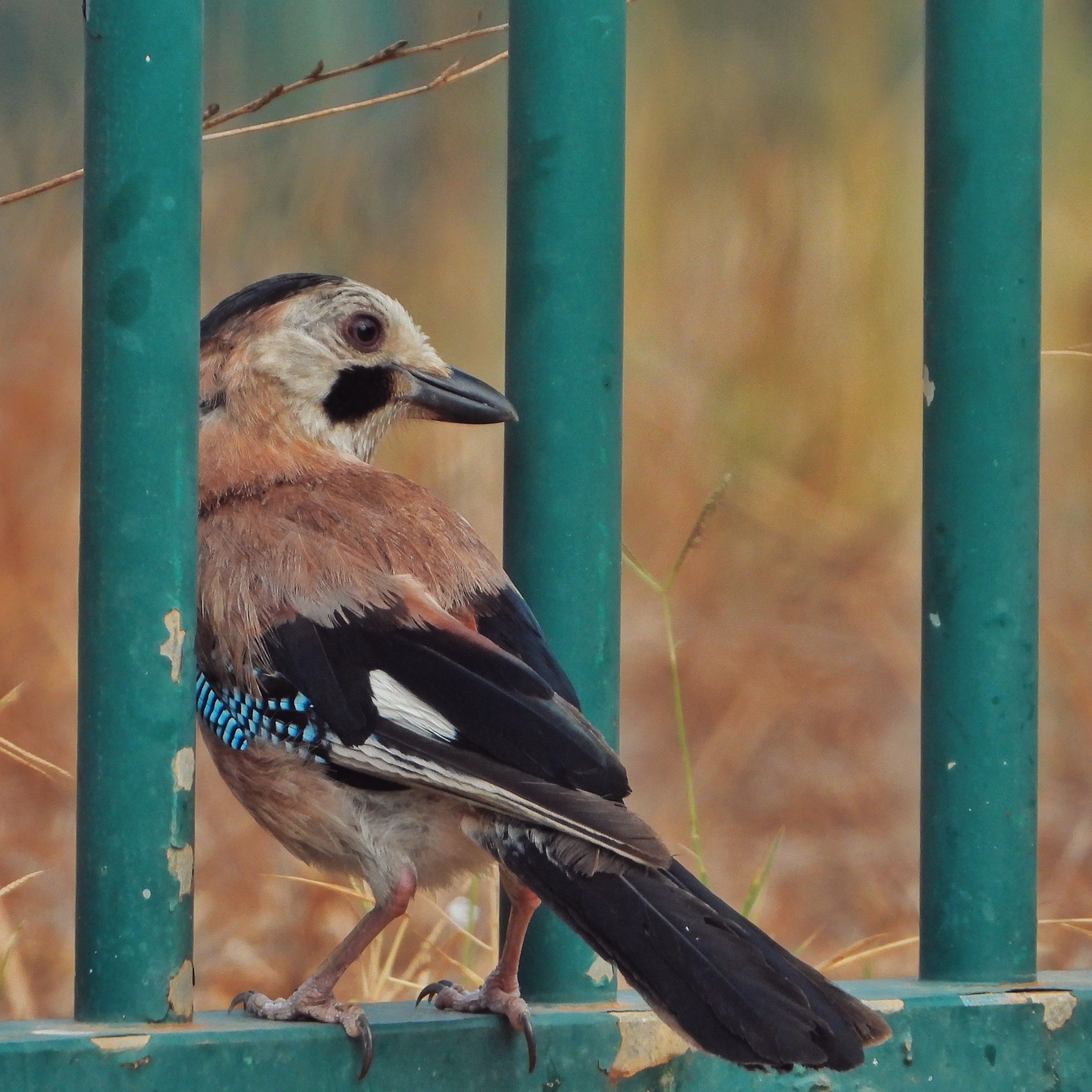 Eurasian jay