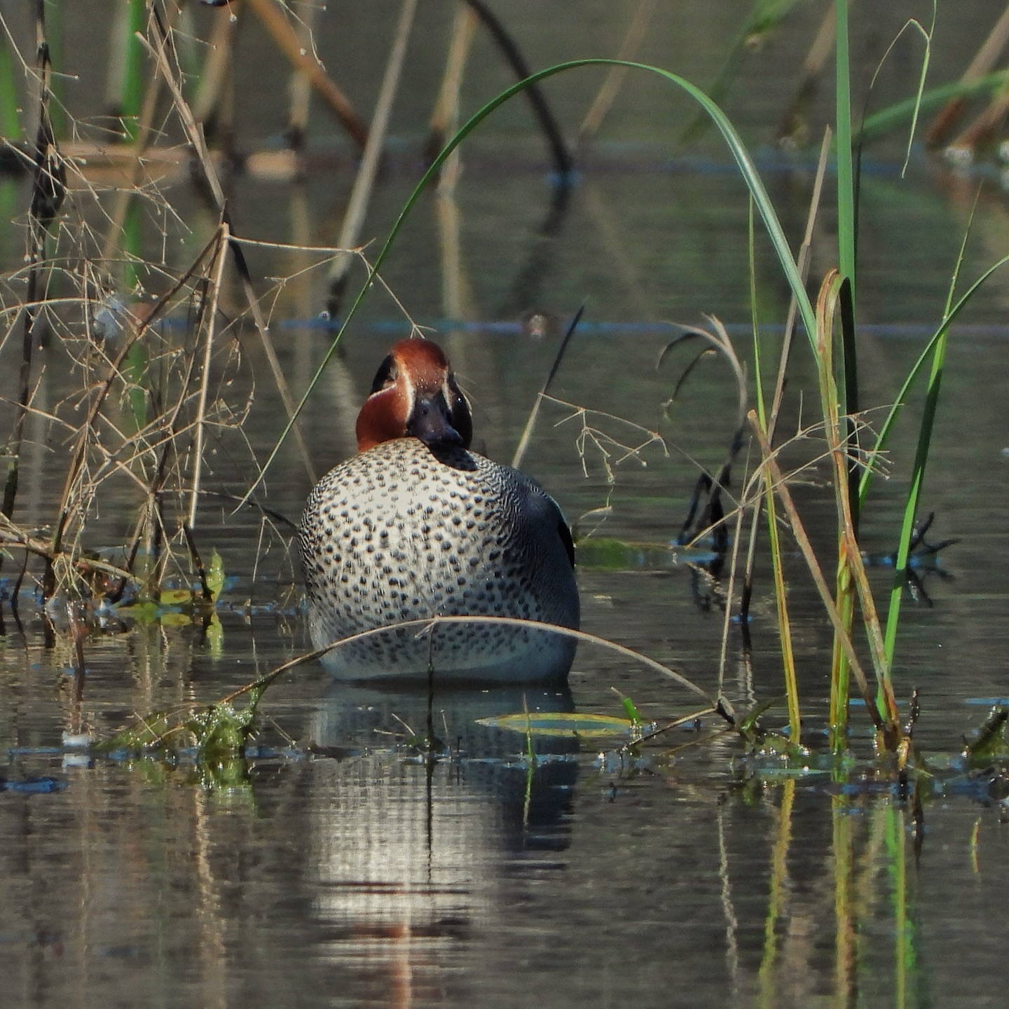 Eurasian teal