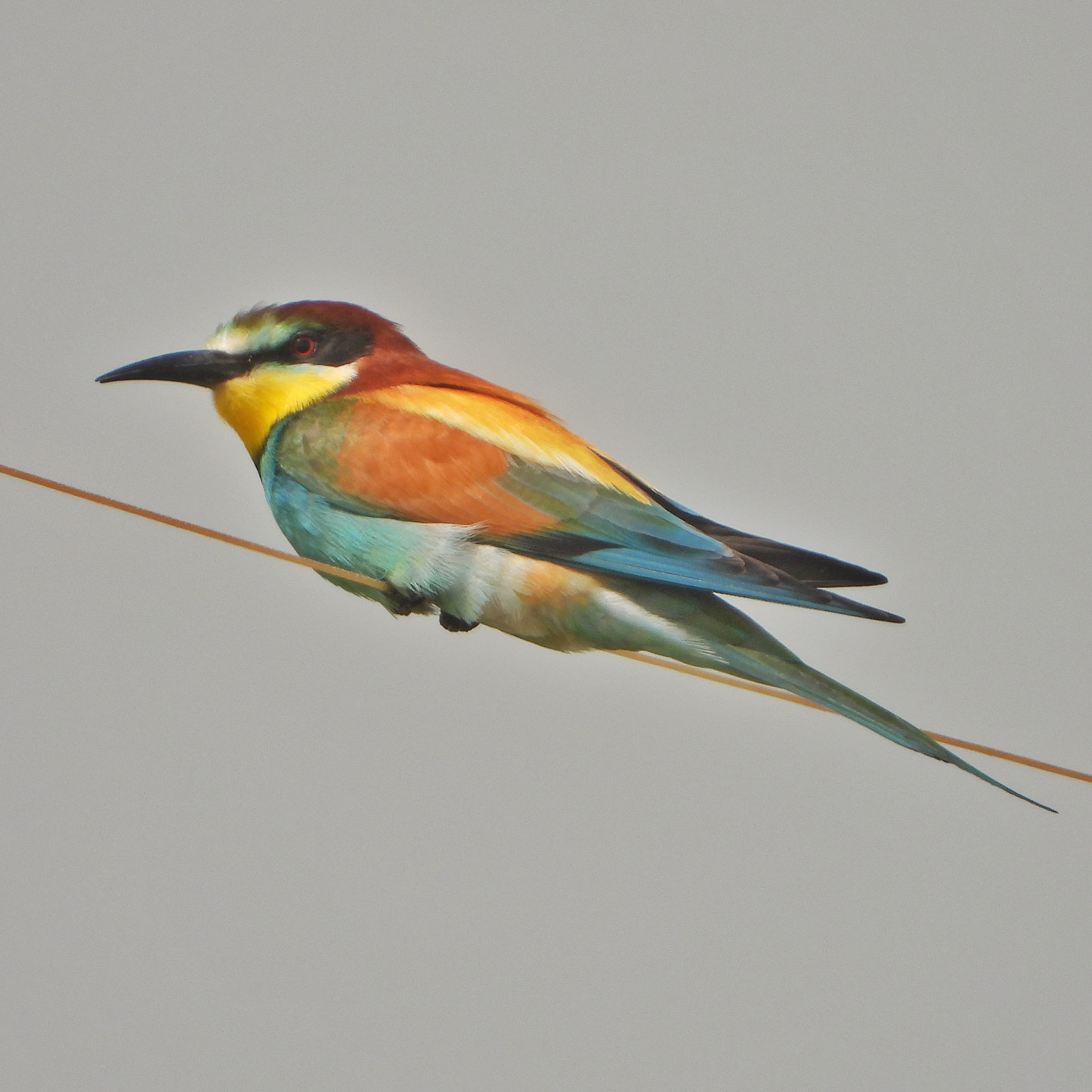 European Bee Eater 1