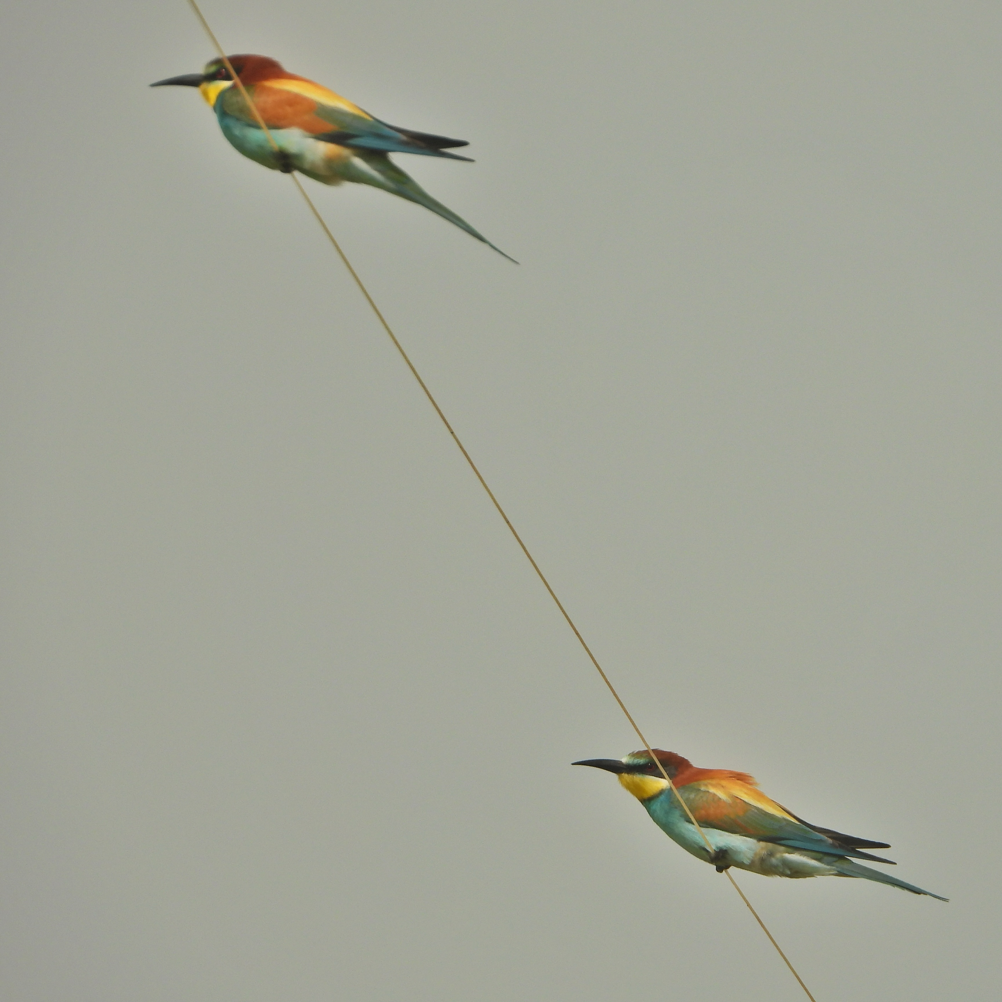 European Bee Eater 2