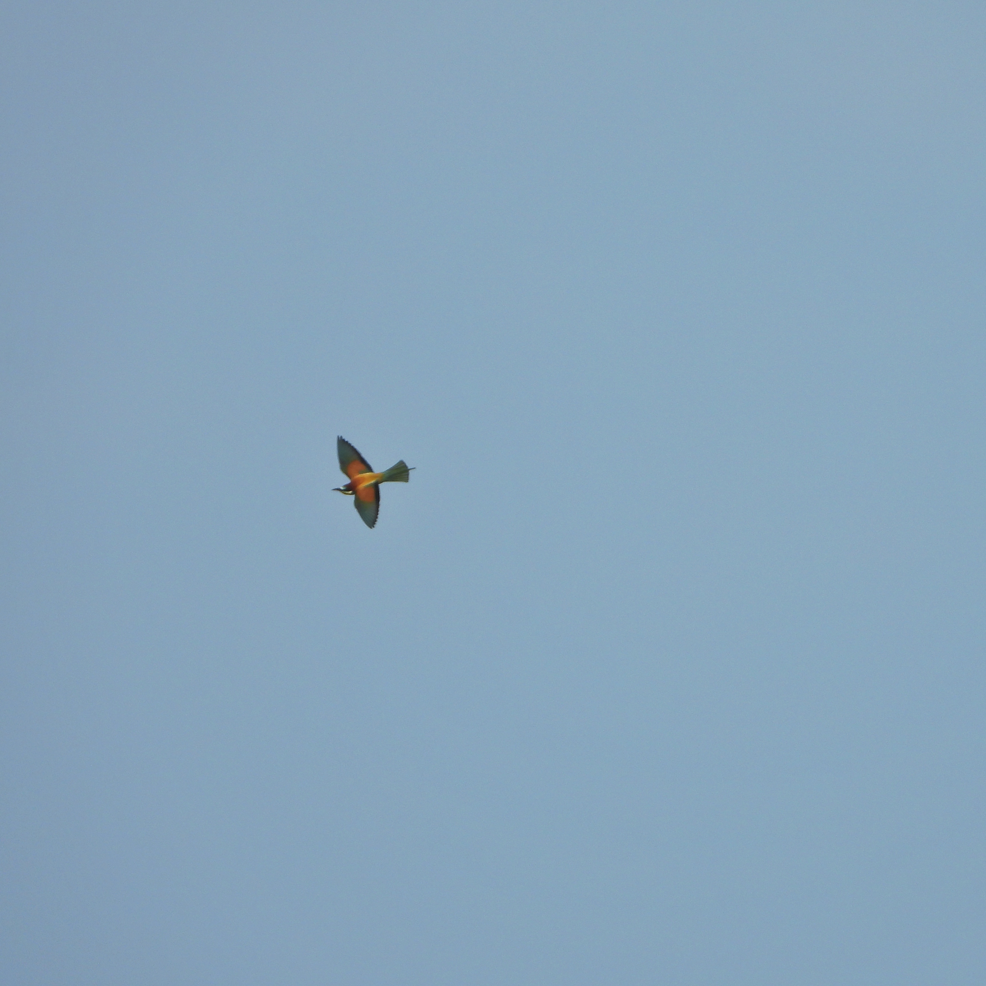 European Bee Eater 4