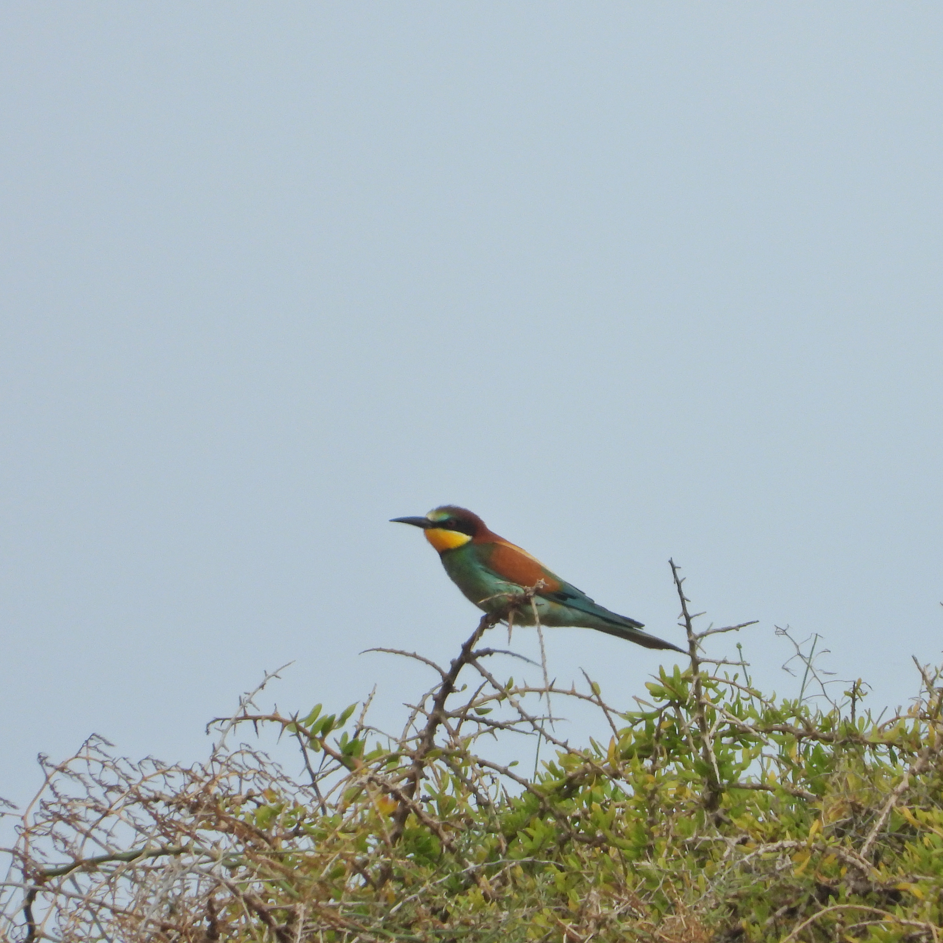 European Bee Eater 5