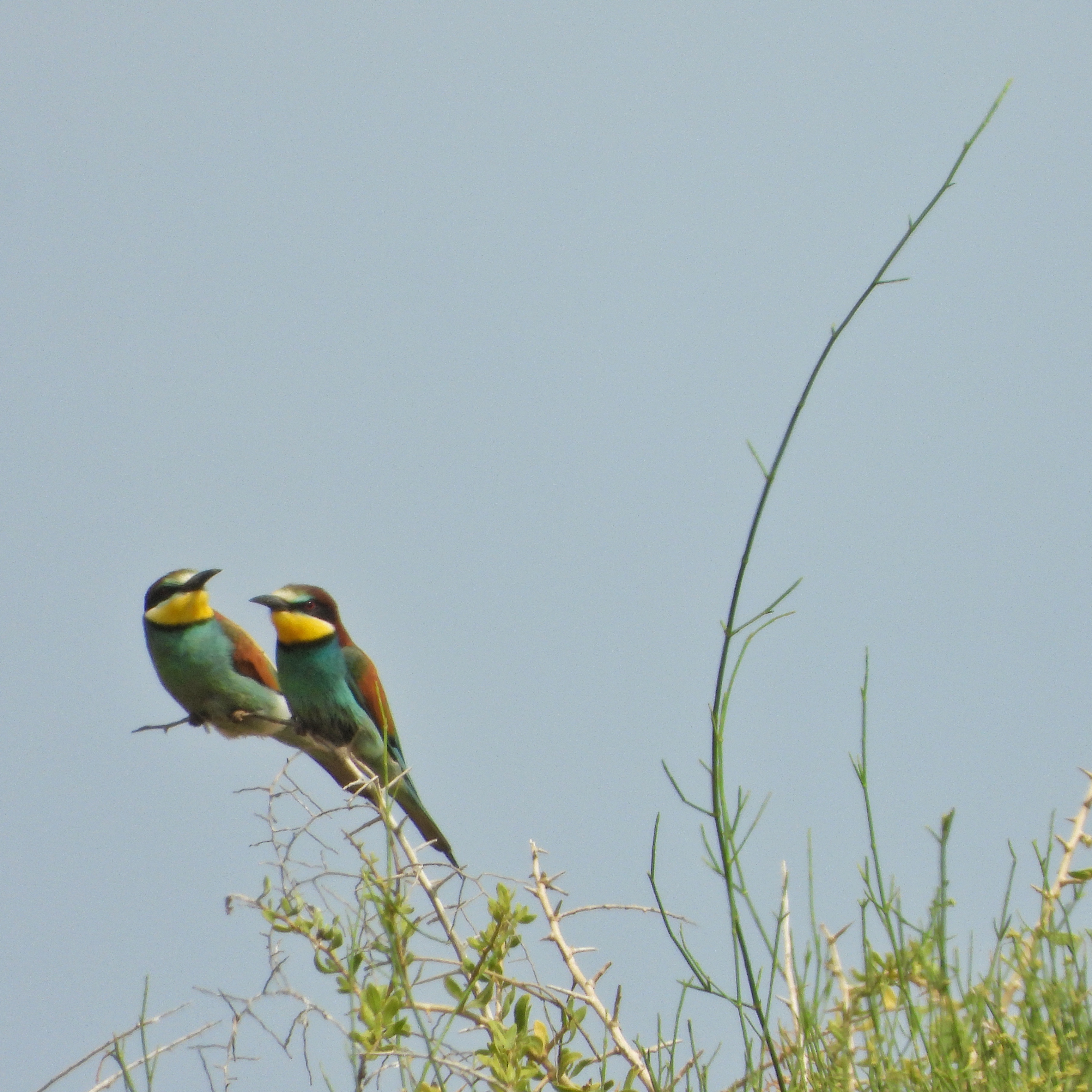 European Bee Eater 6