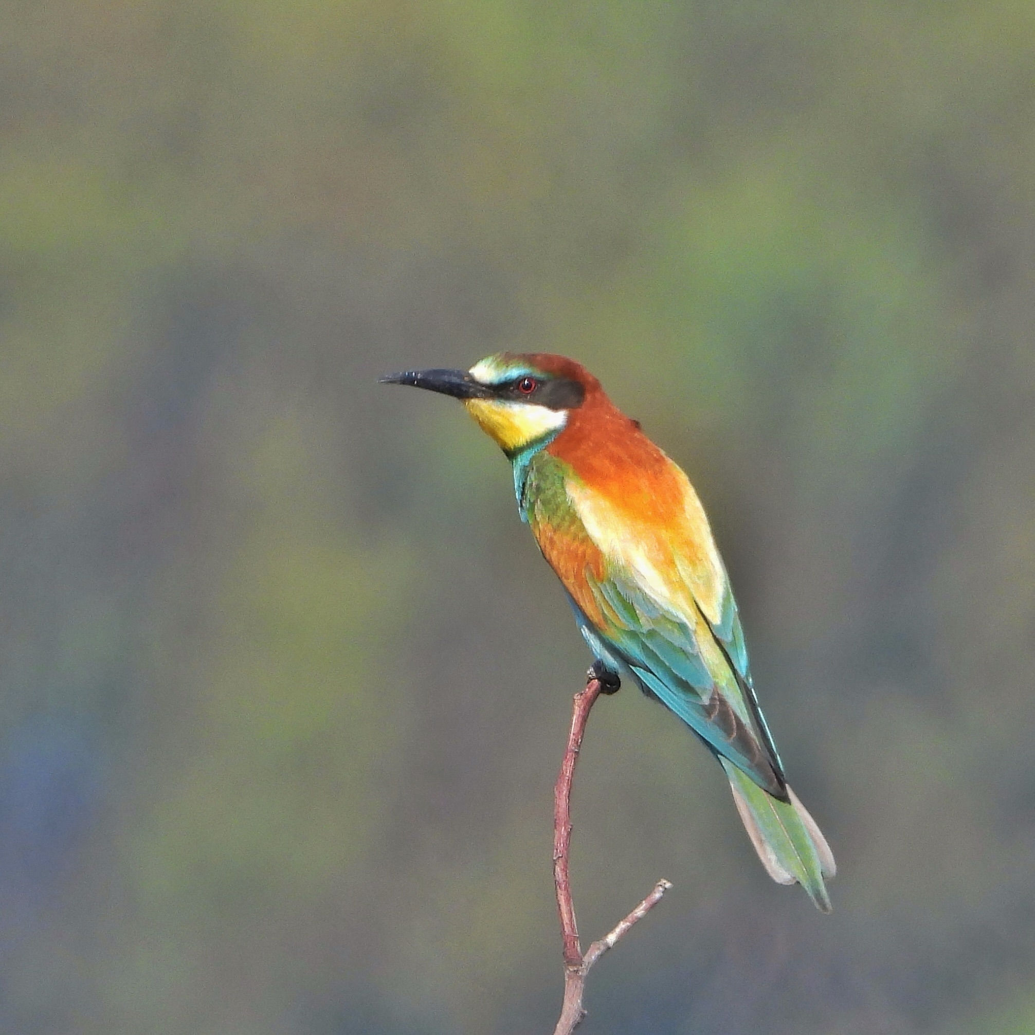 European bee-eater