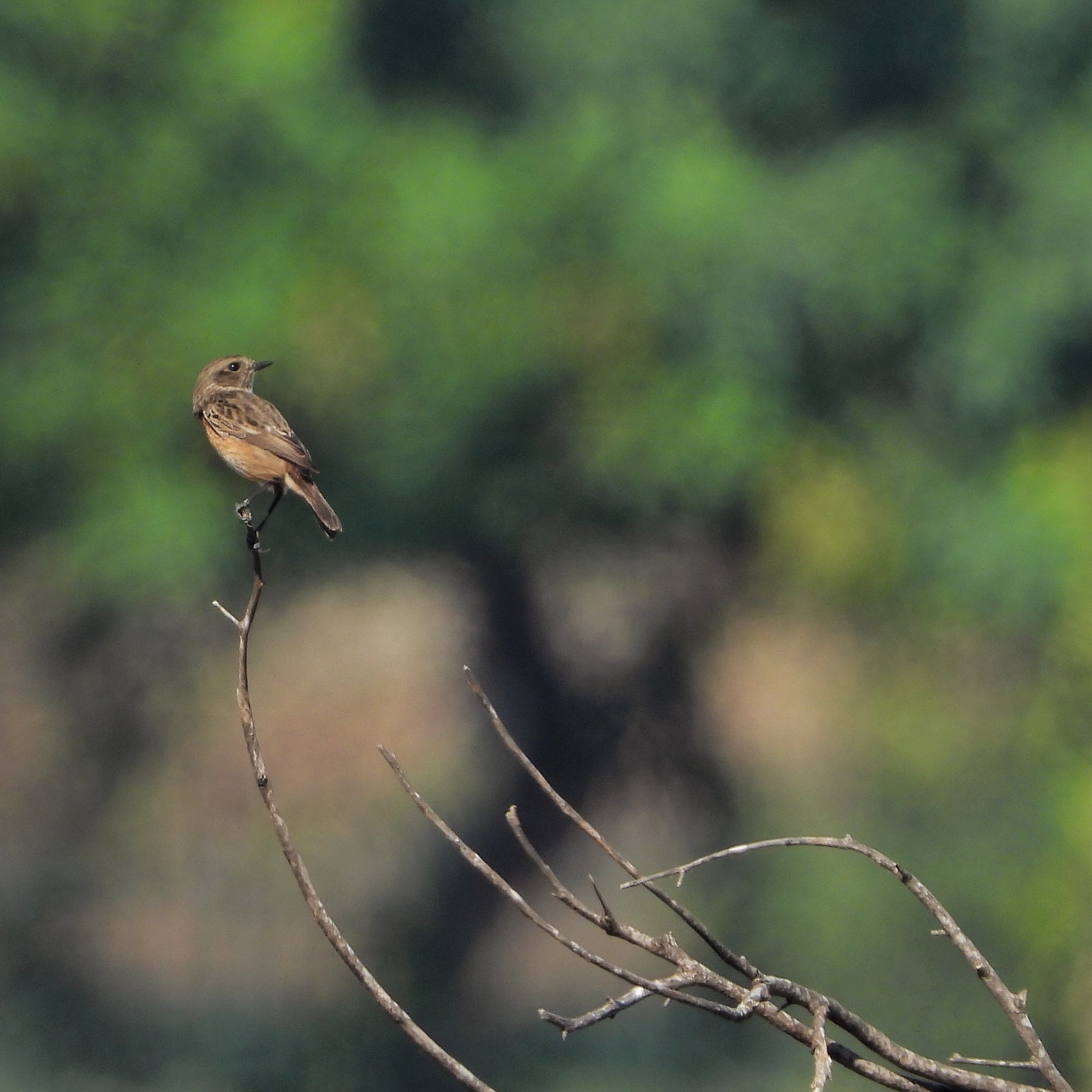 European Stonechat 10