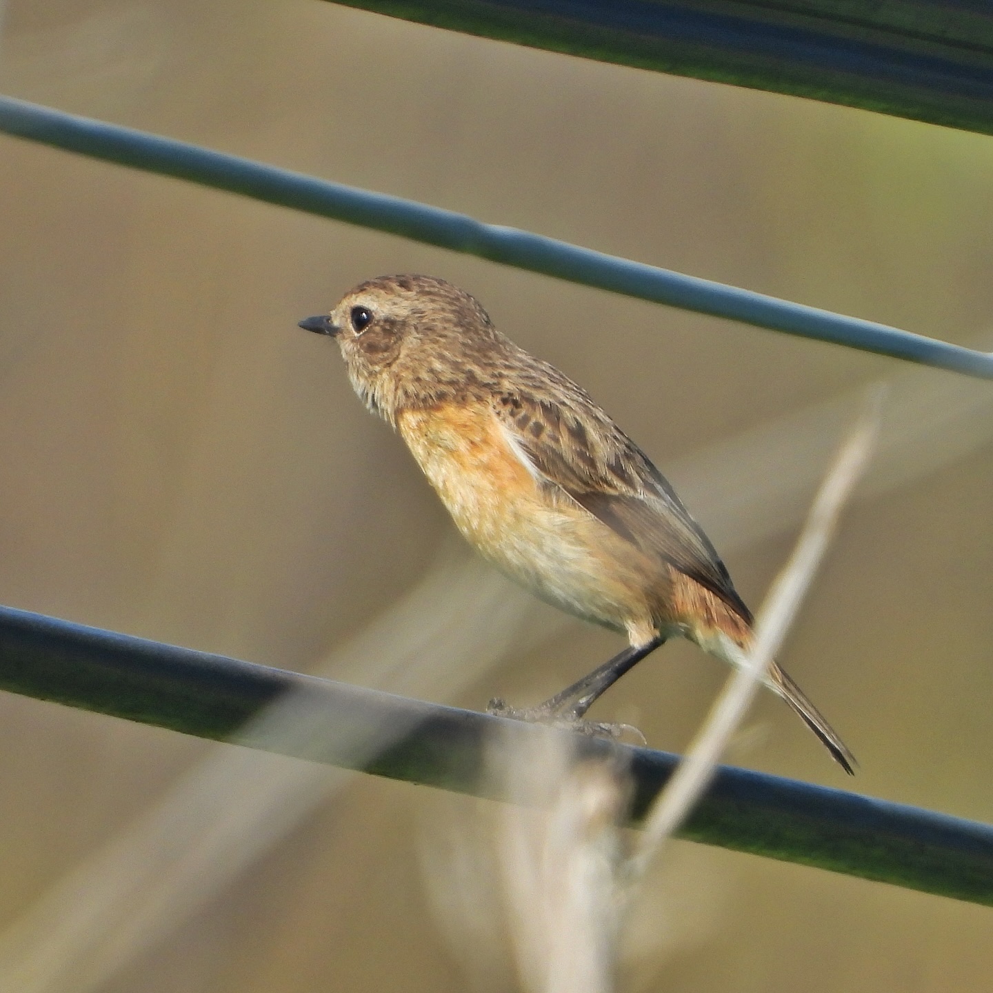 European Stonechat 6