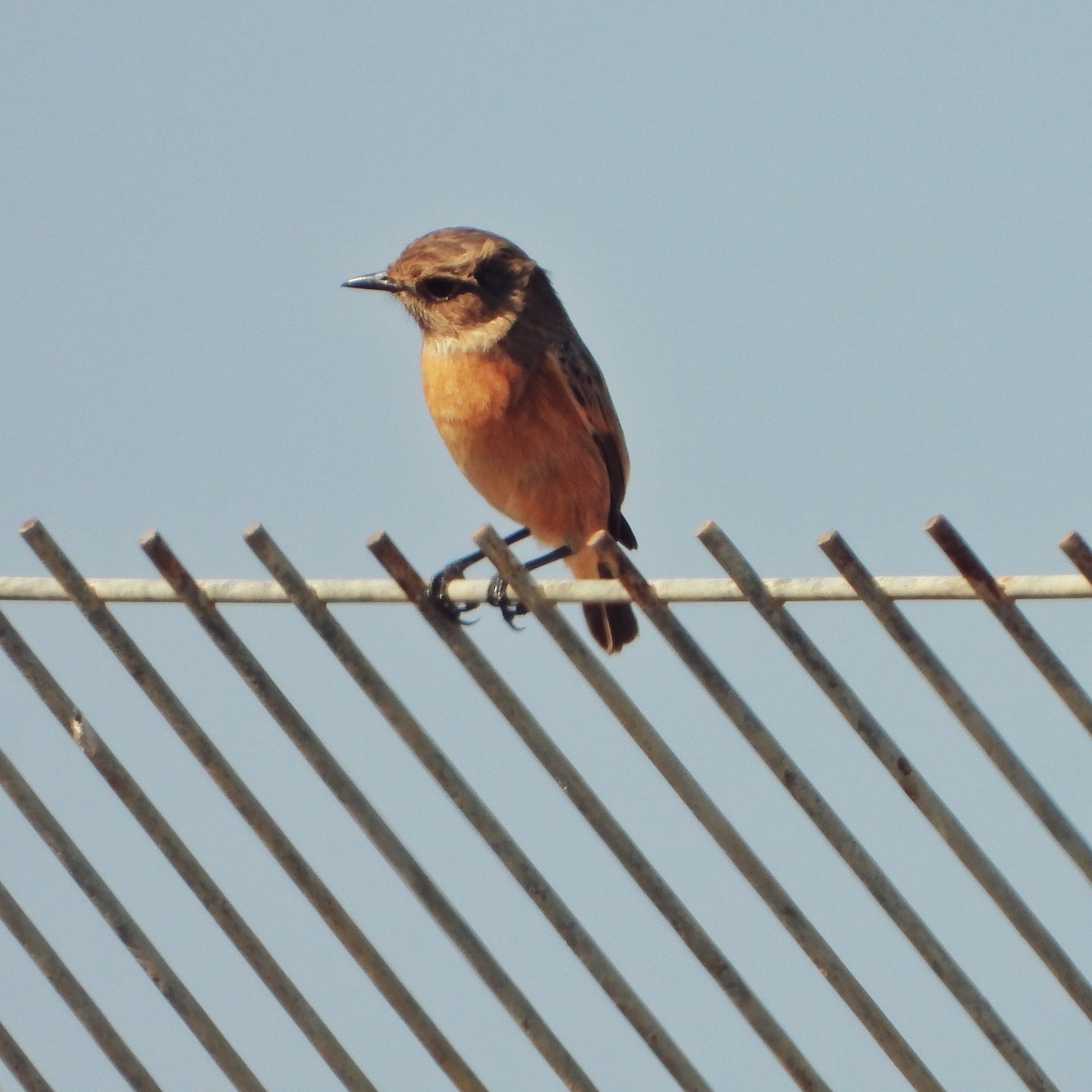 European Stonechat 7