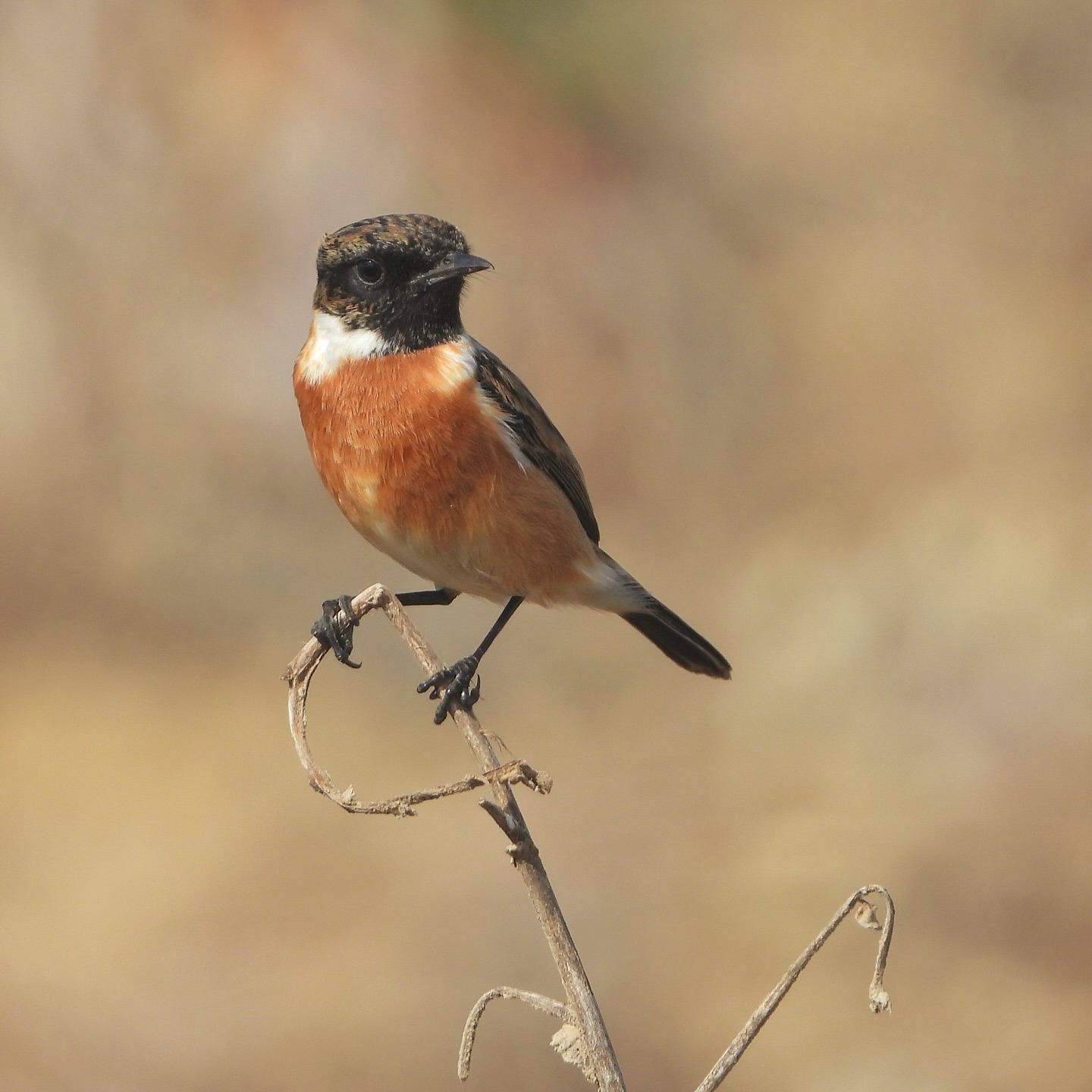 European Stonechat 8