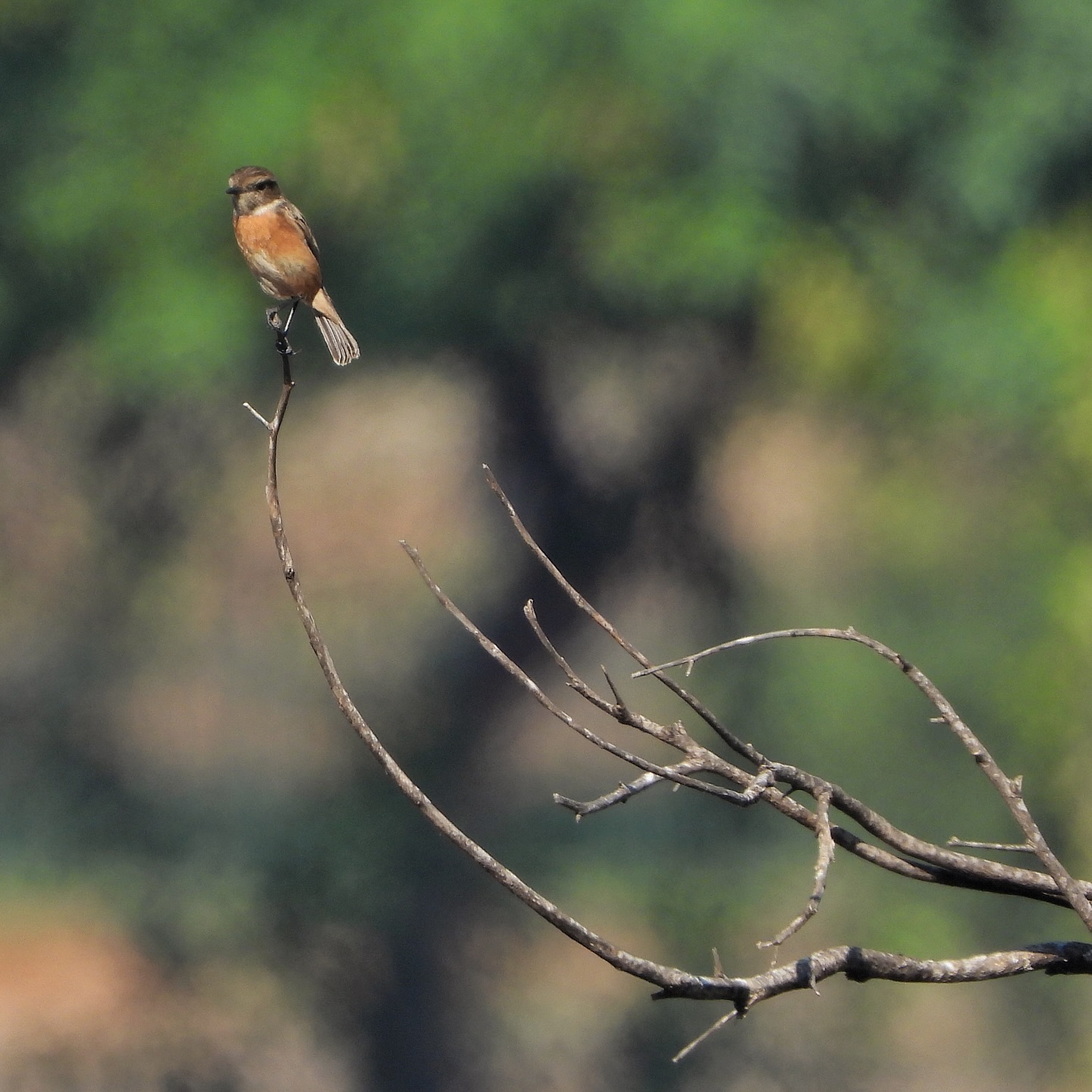 European Stonechat 9