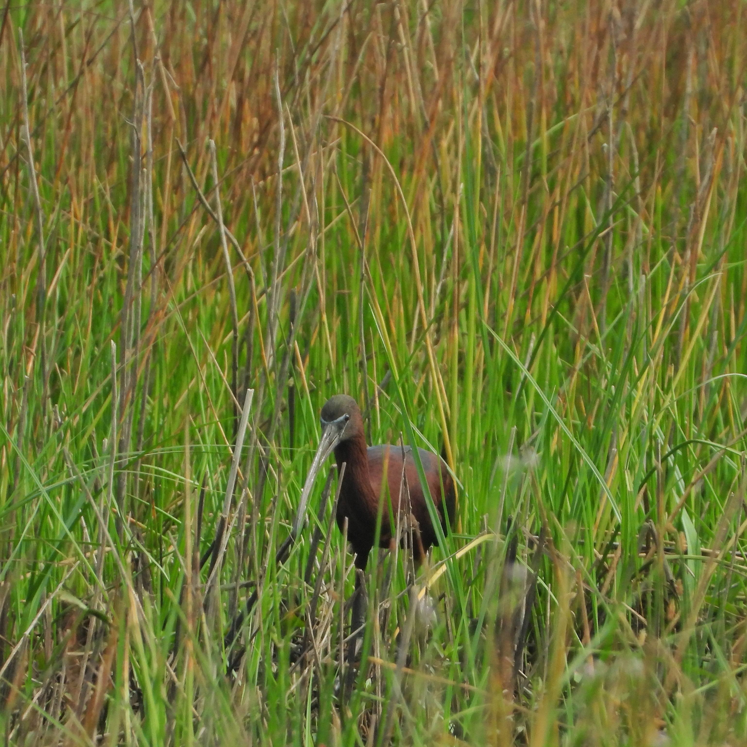 Glossy Ibis 1