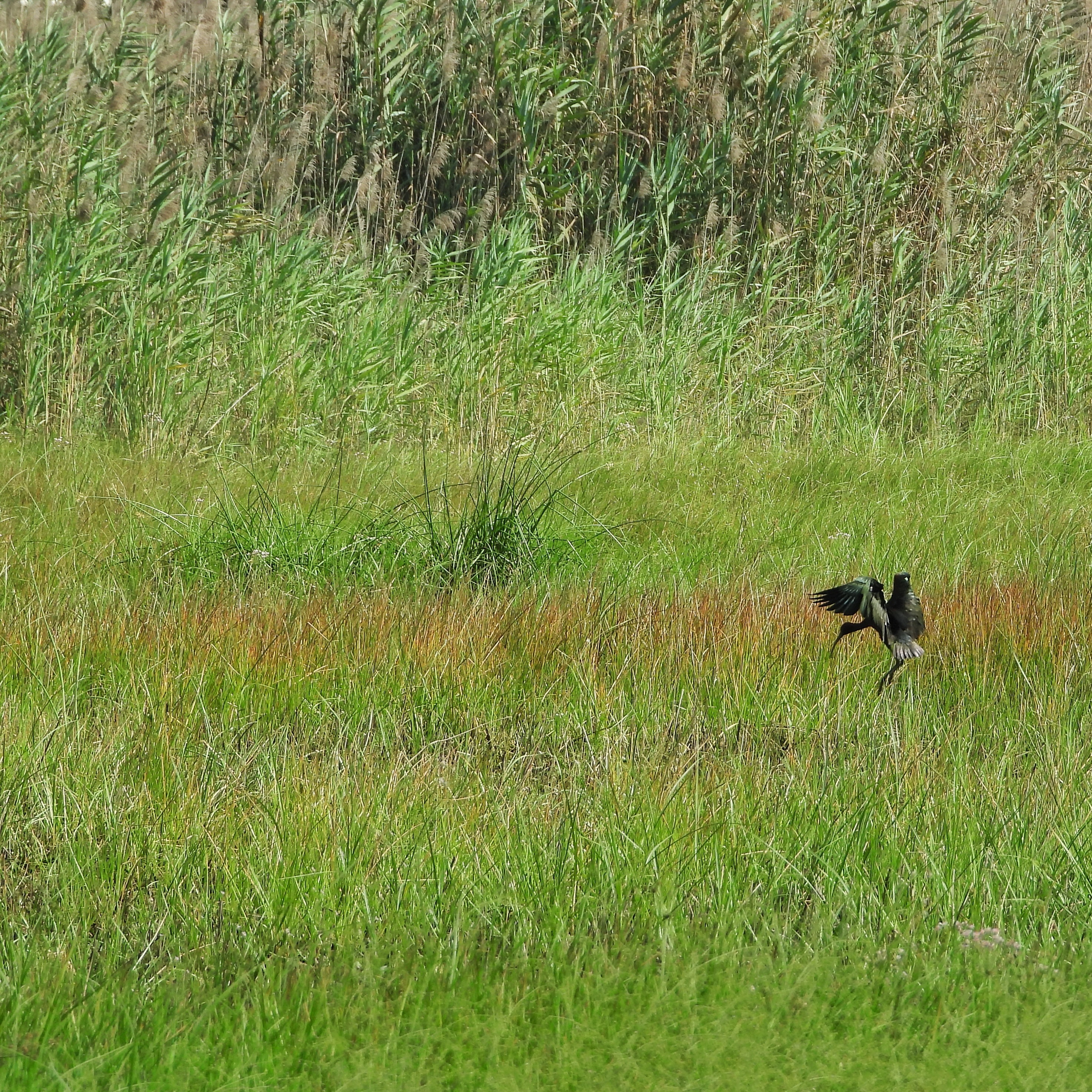 Glossy ibis