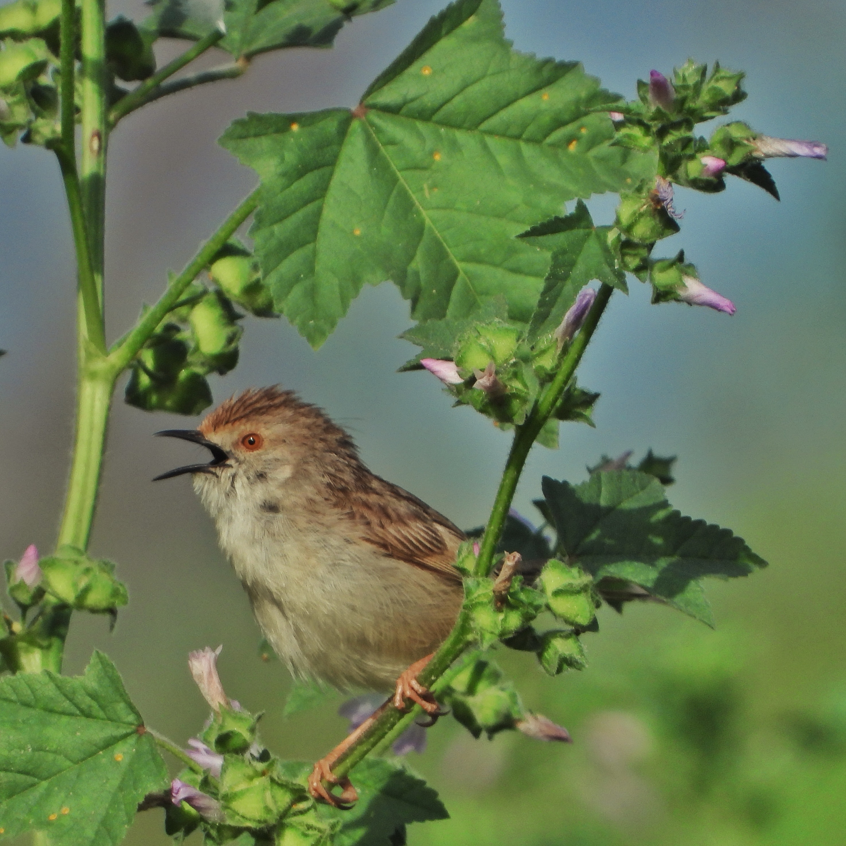 Graceful Prinia 4