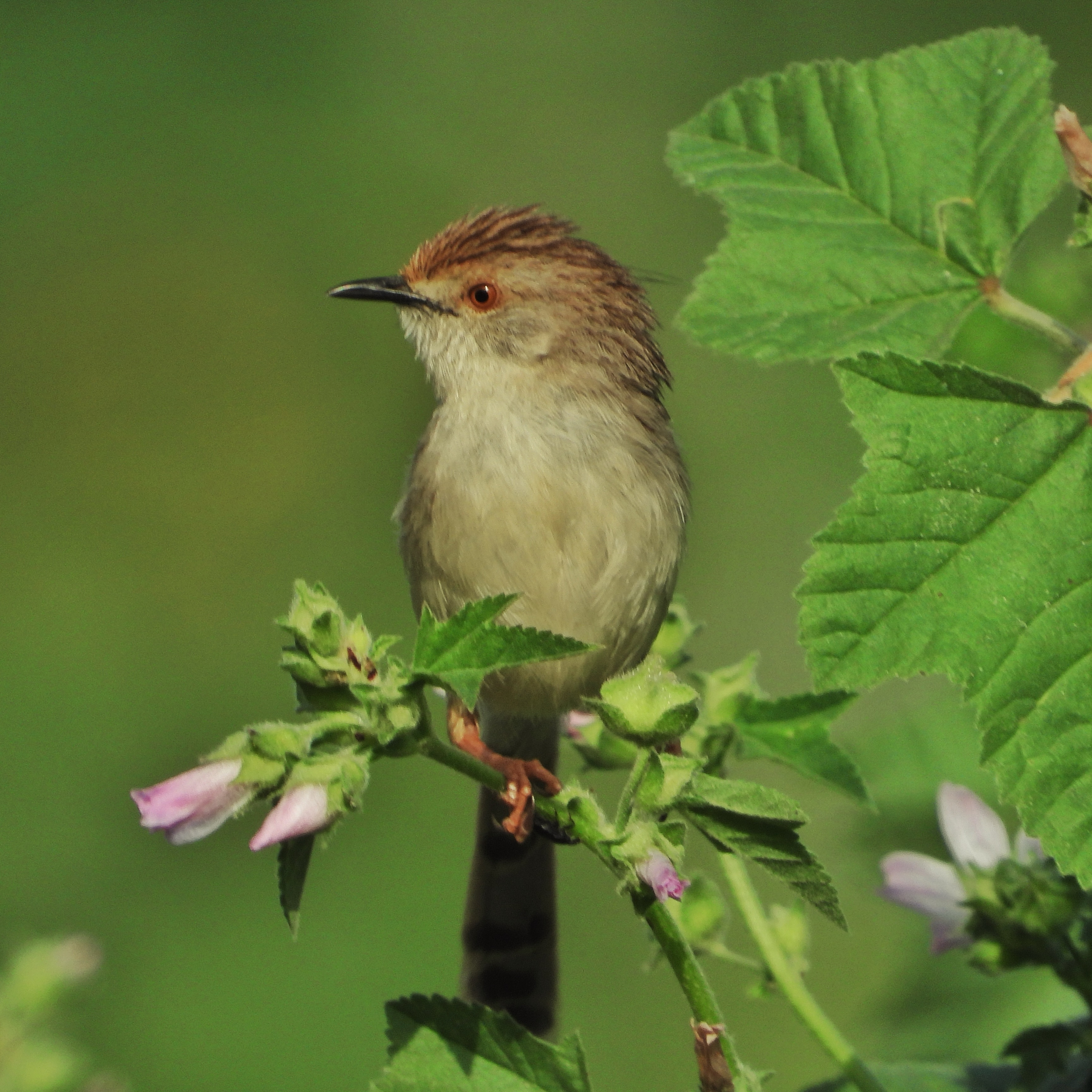 Graceful Prinia 5