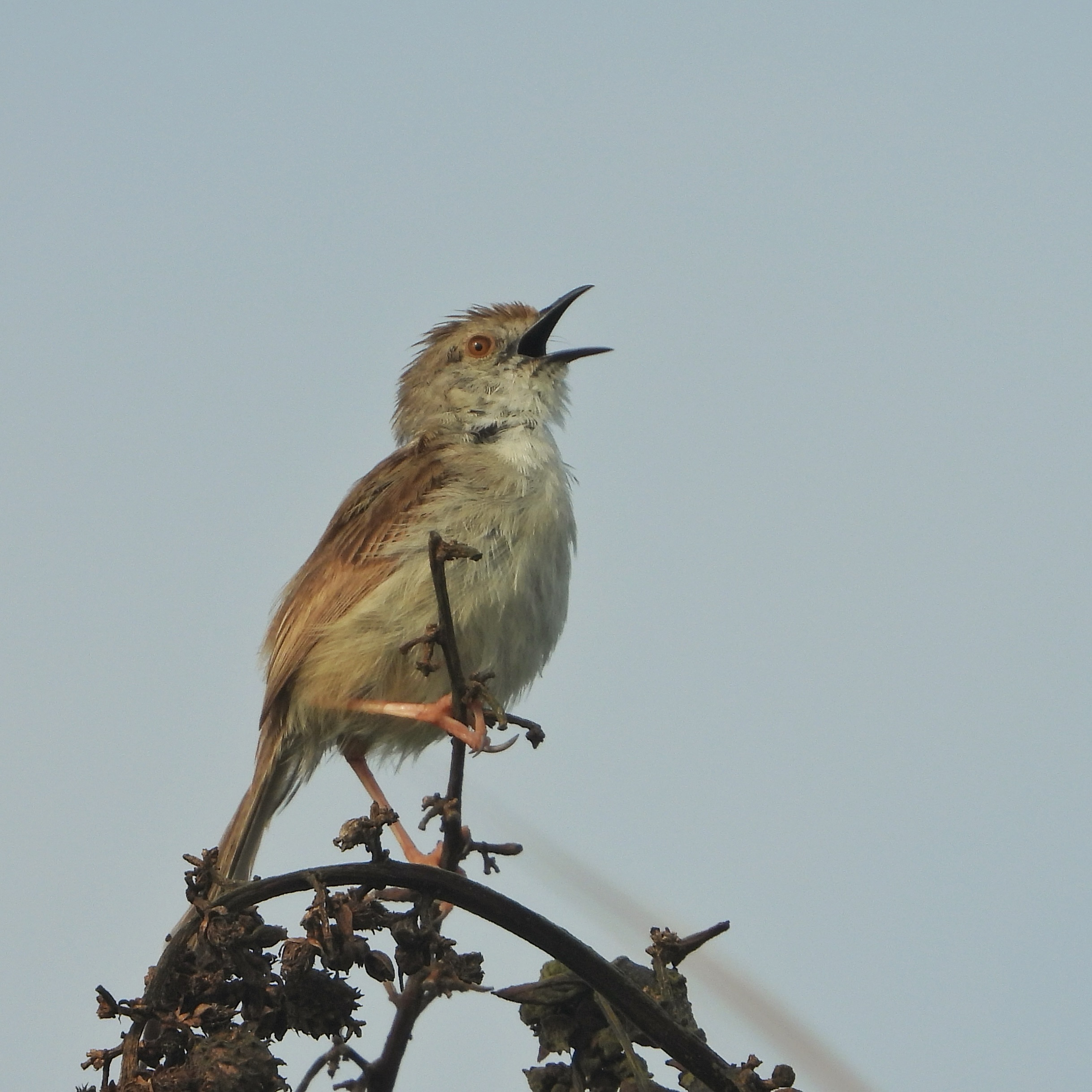 Graceful Prinia 6