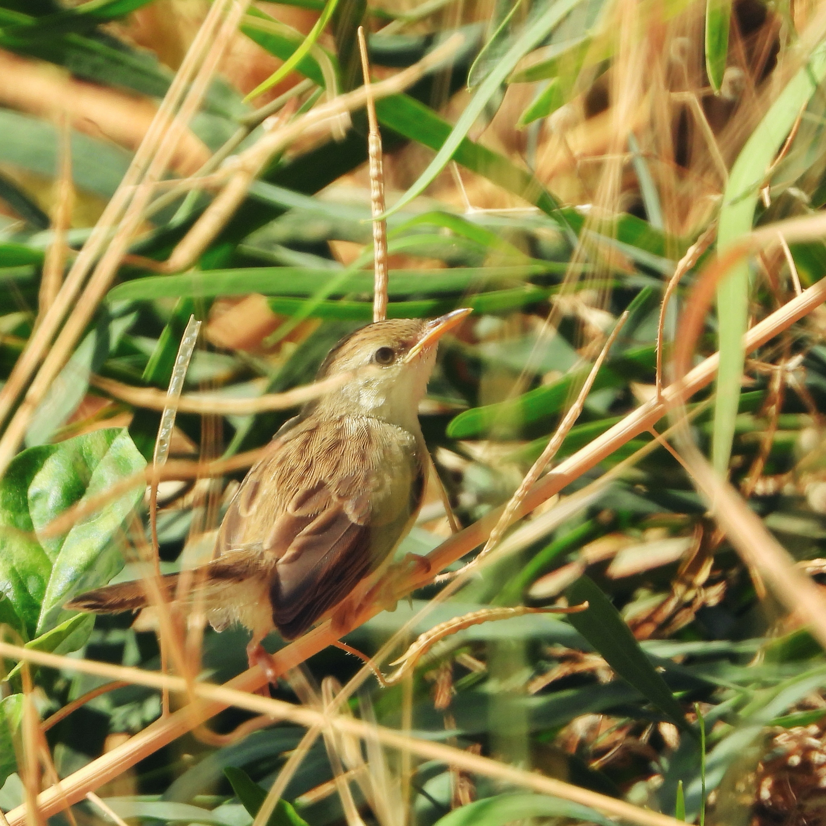 Graceful Prinia 7