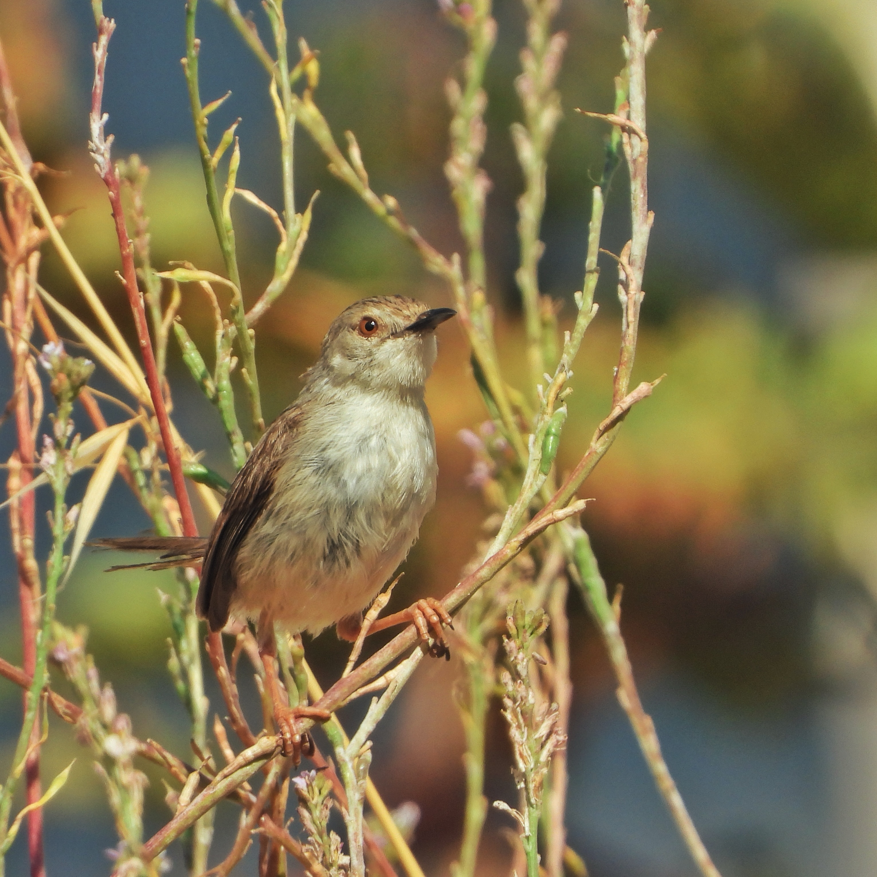 Graceful prinia