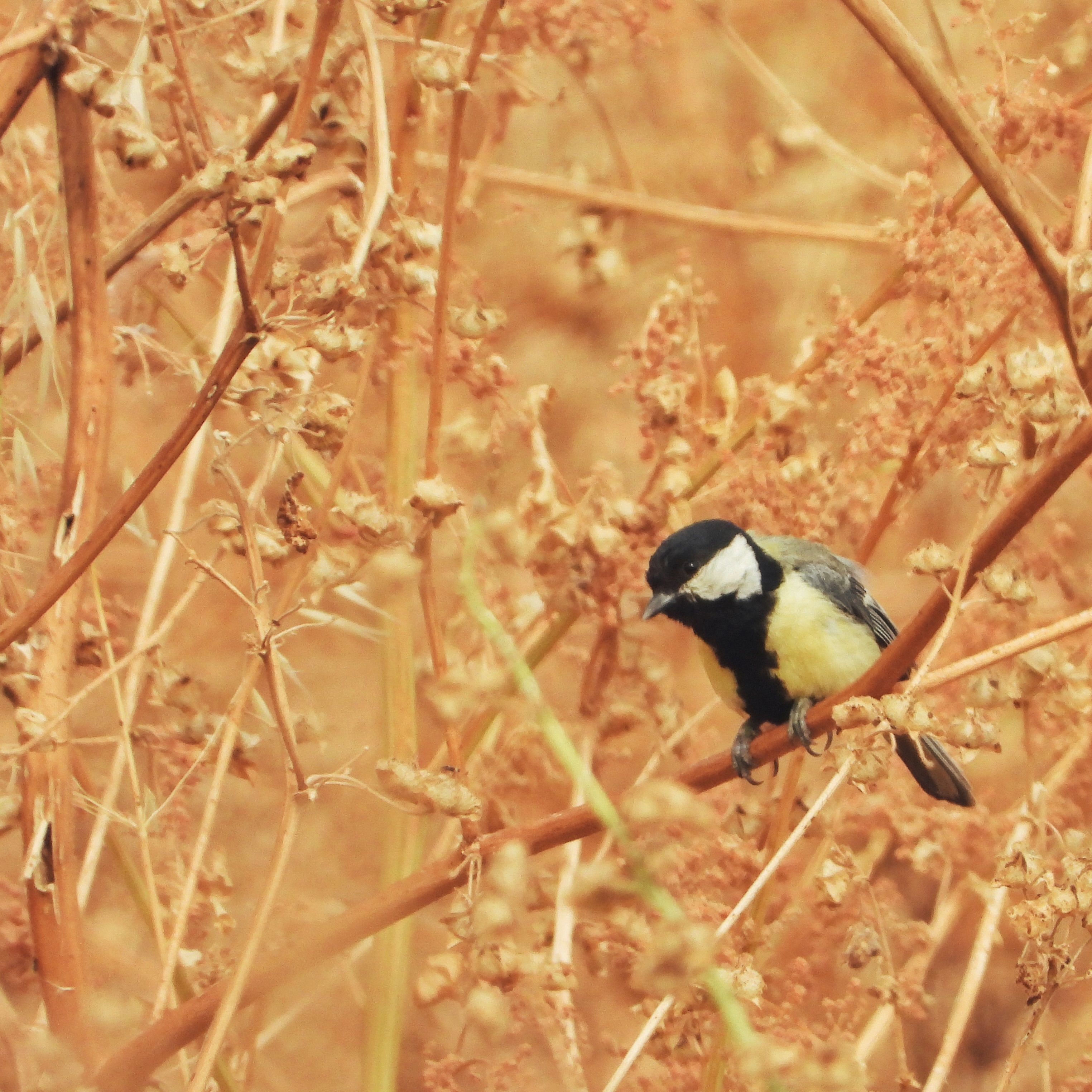 Great tit