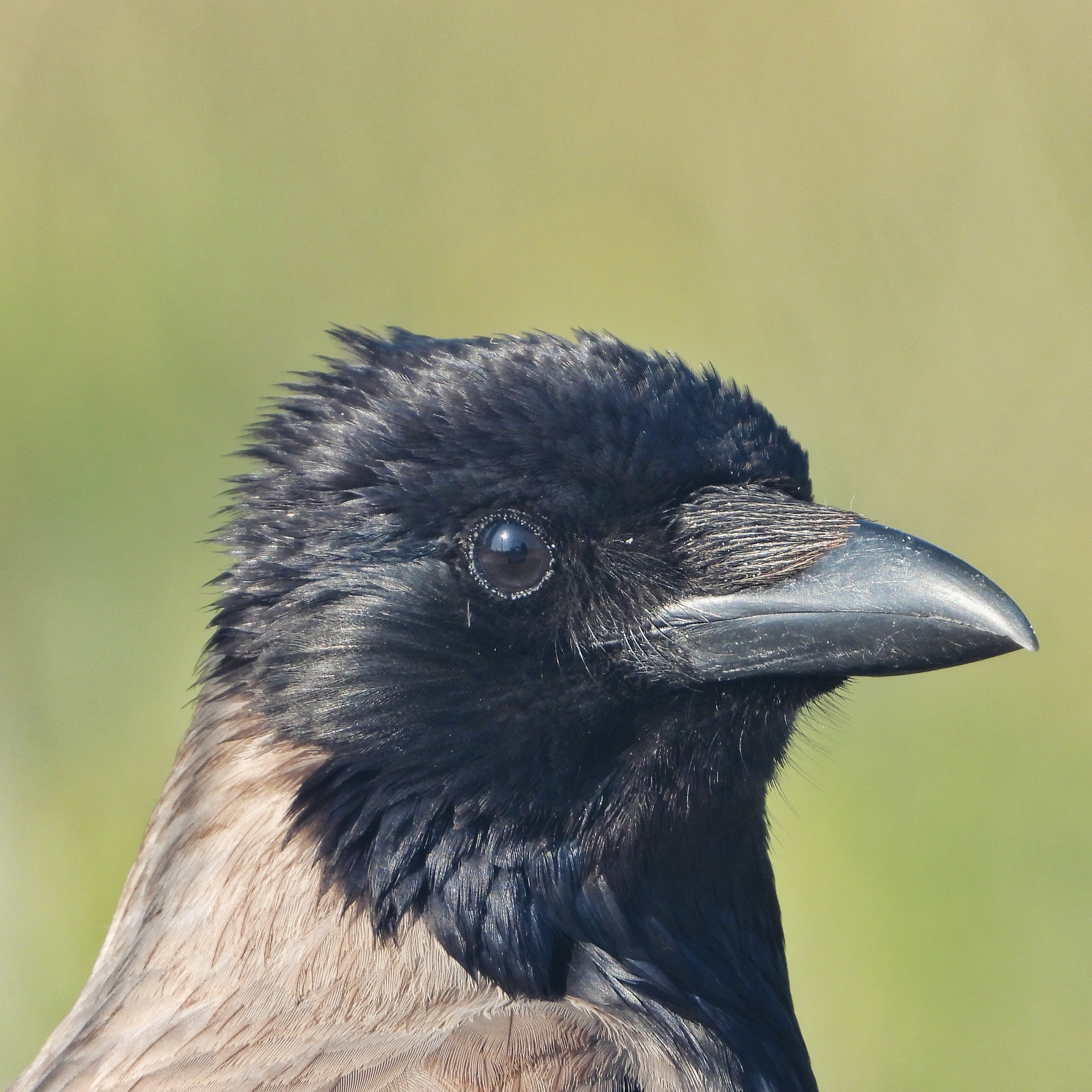 Hooded Crow 51