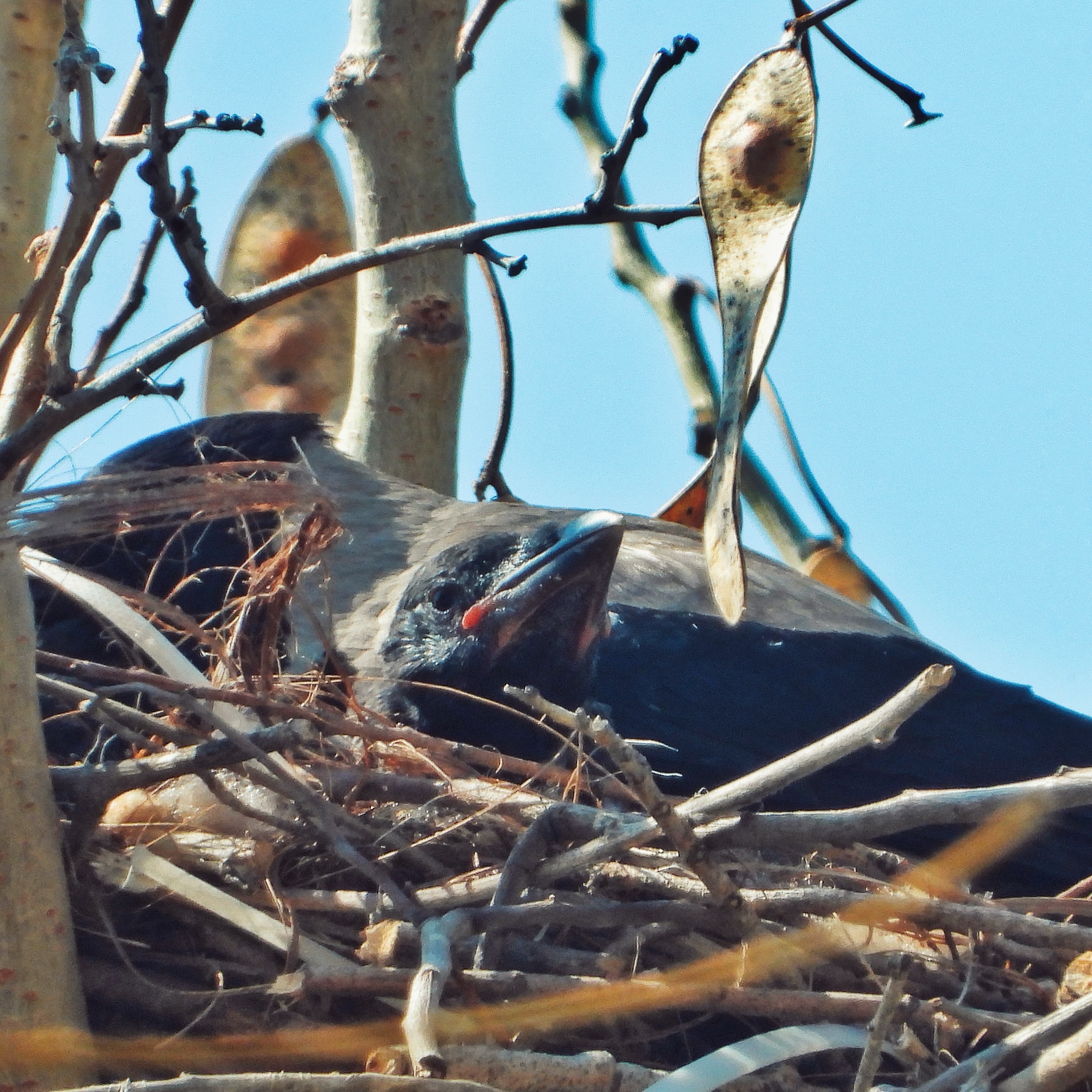 Hooded Crow 52