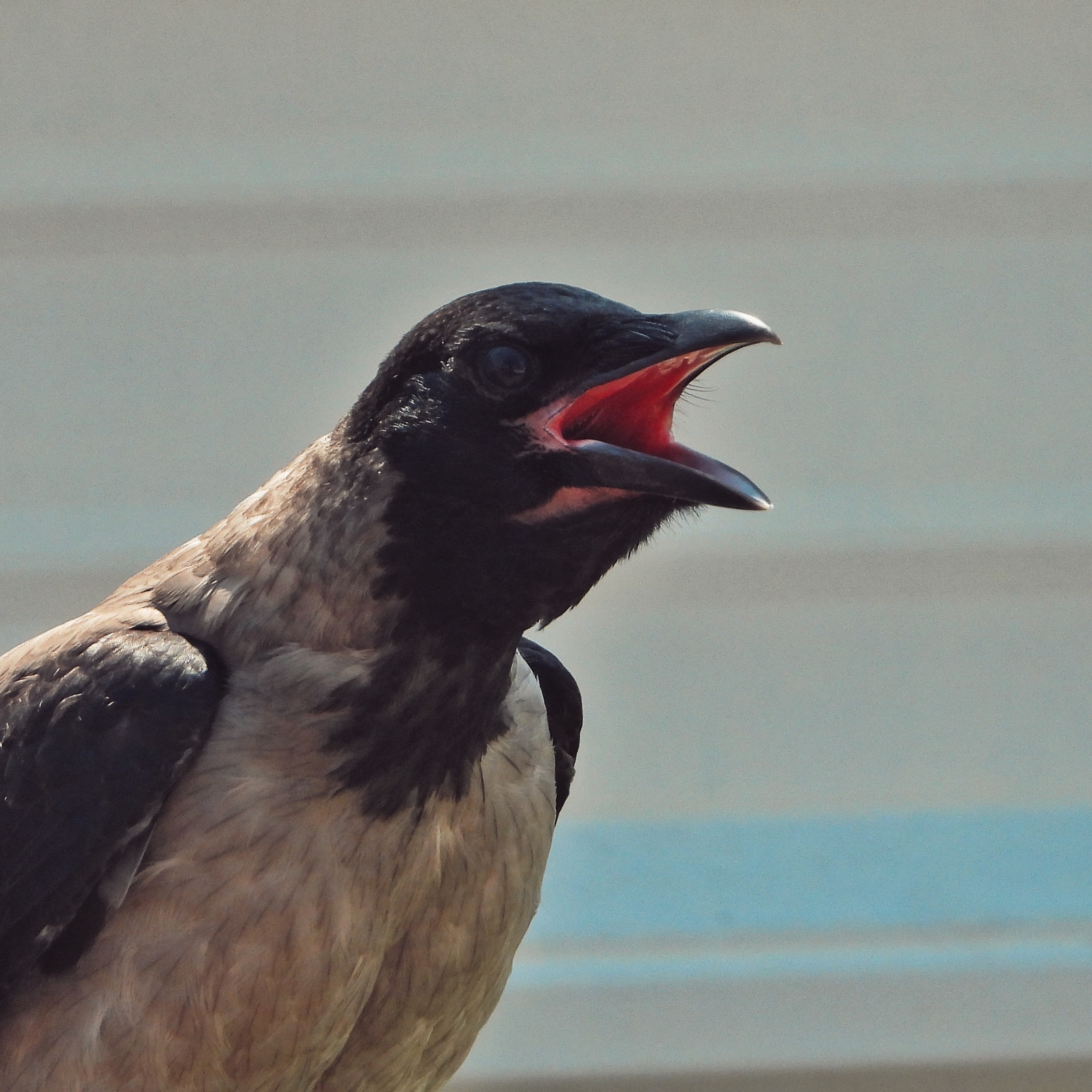 Hooded Crow 53