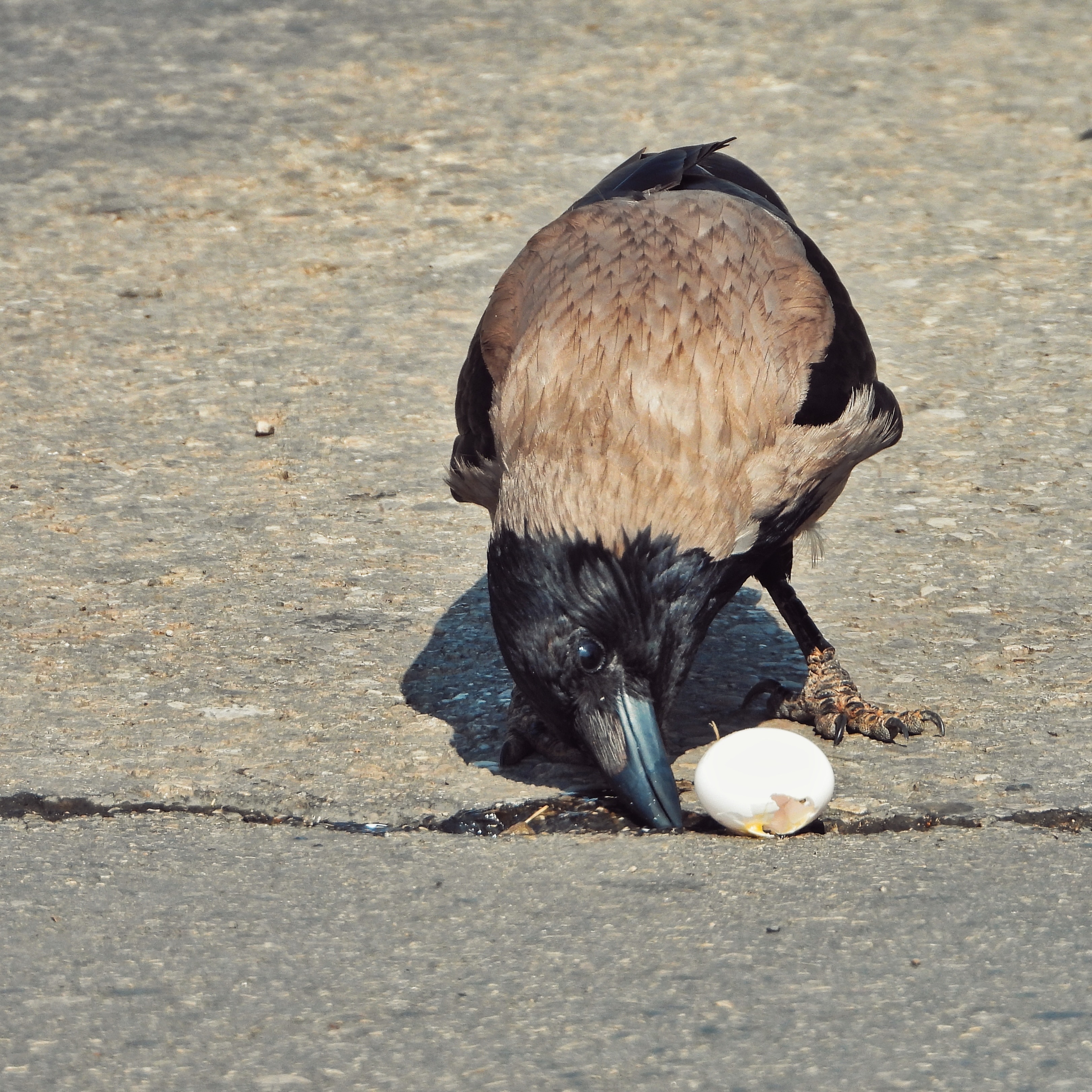 Hooded crow