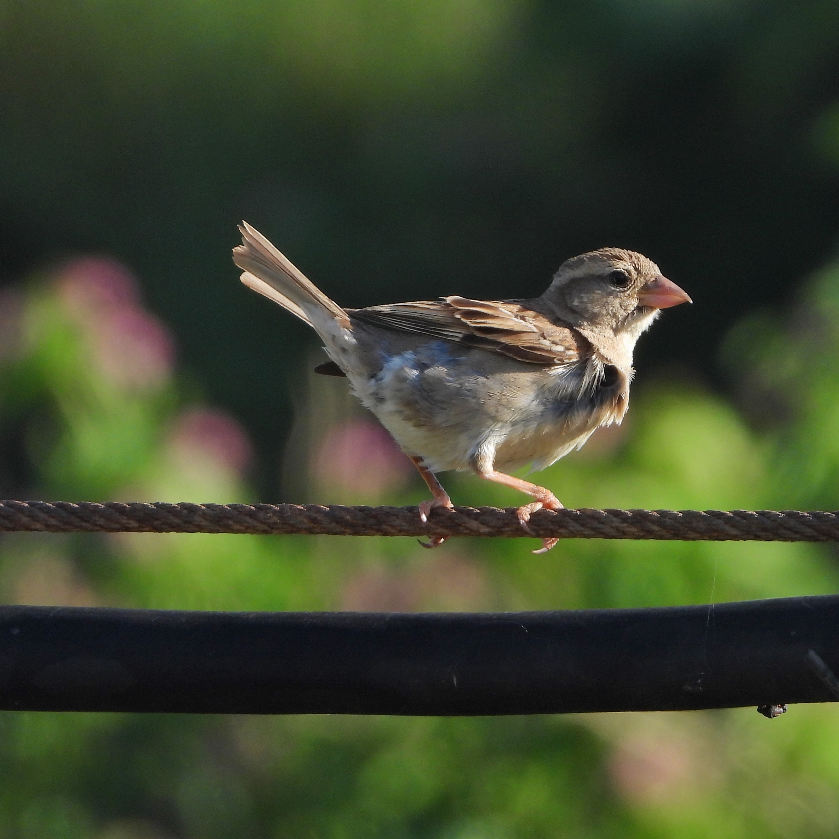 House sparrow