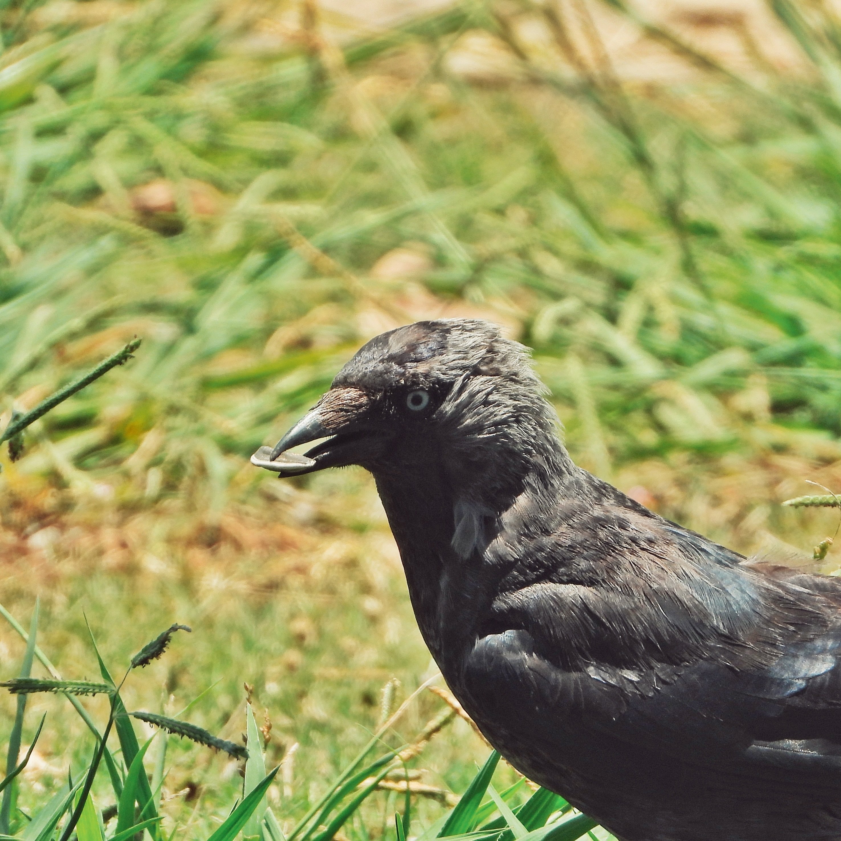 Jackdaw 8