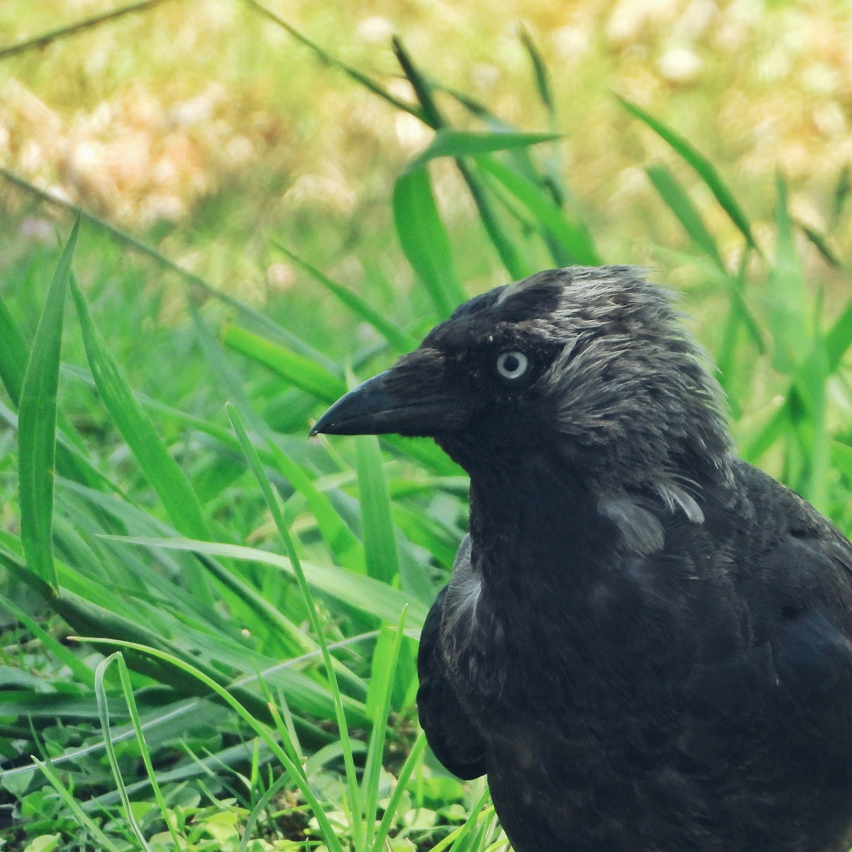 Jackdaw