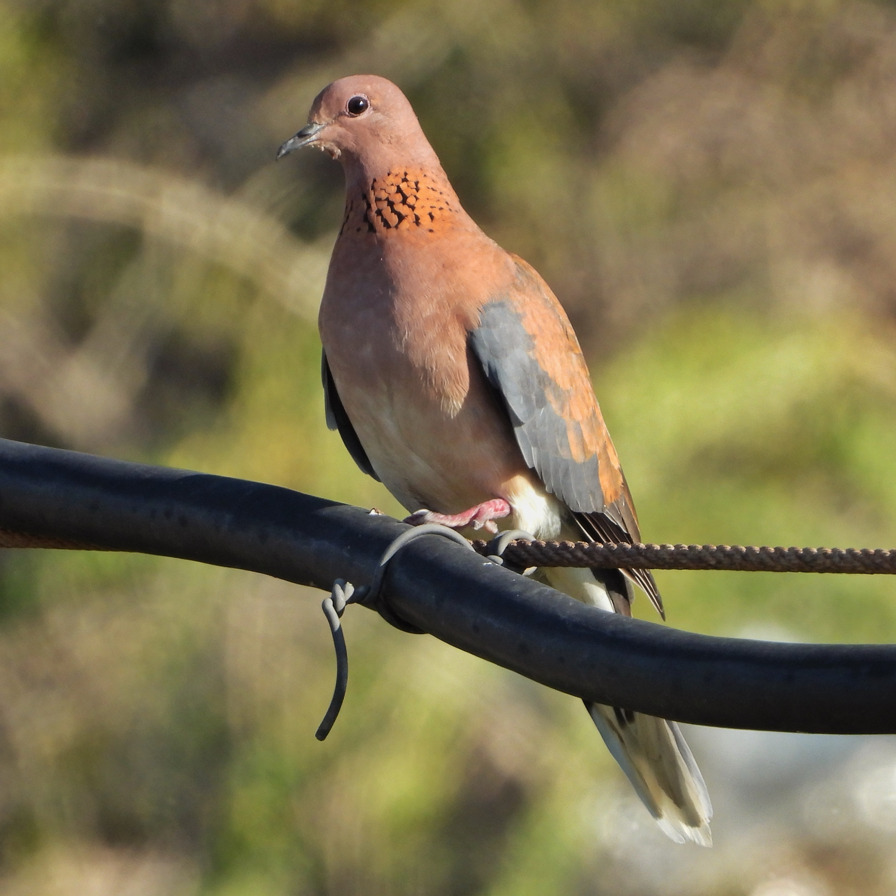 Laughing Dove 11