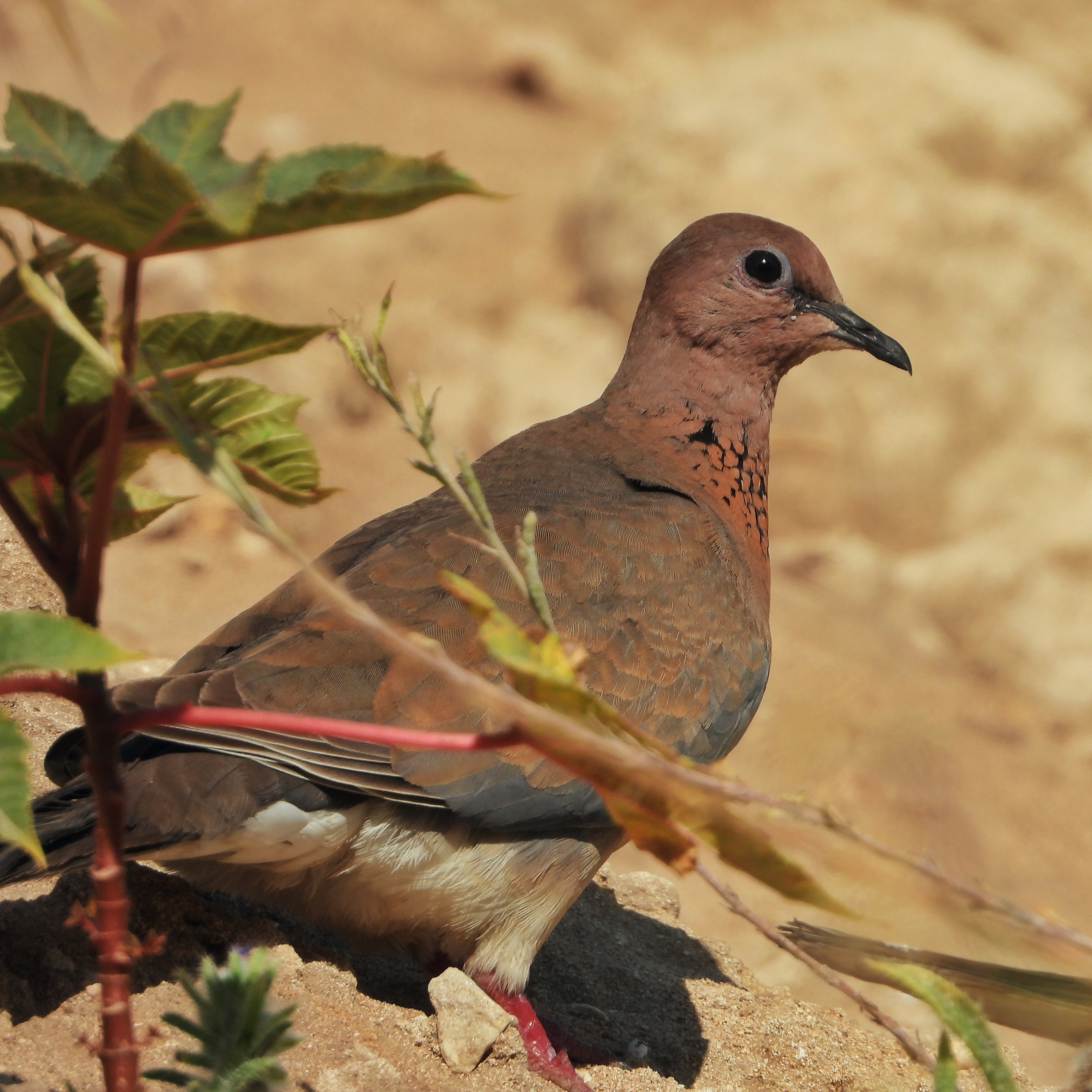 Laughing dove