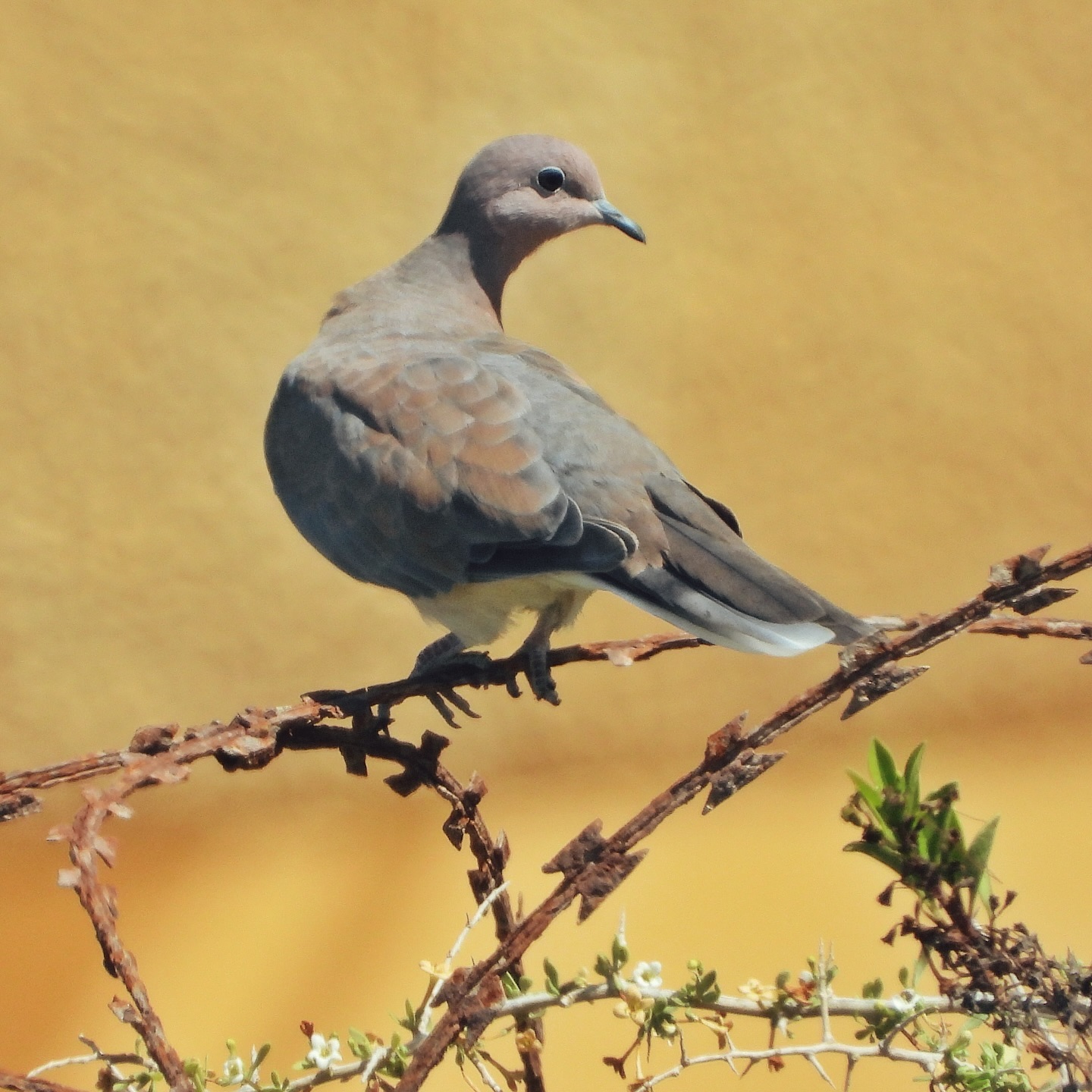 Laughing Dove 13