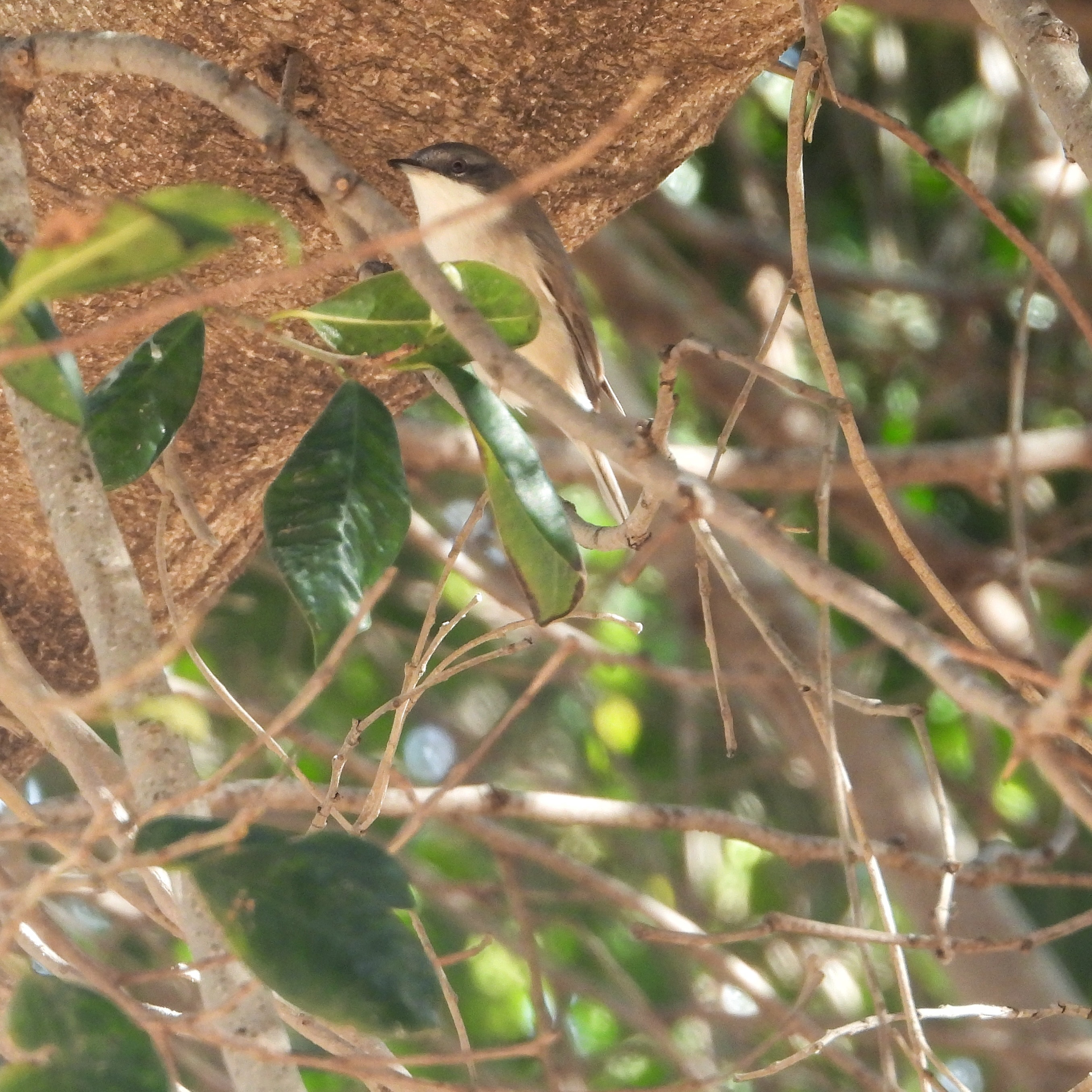 Lesser whitethroat