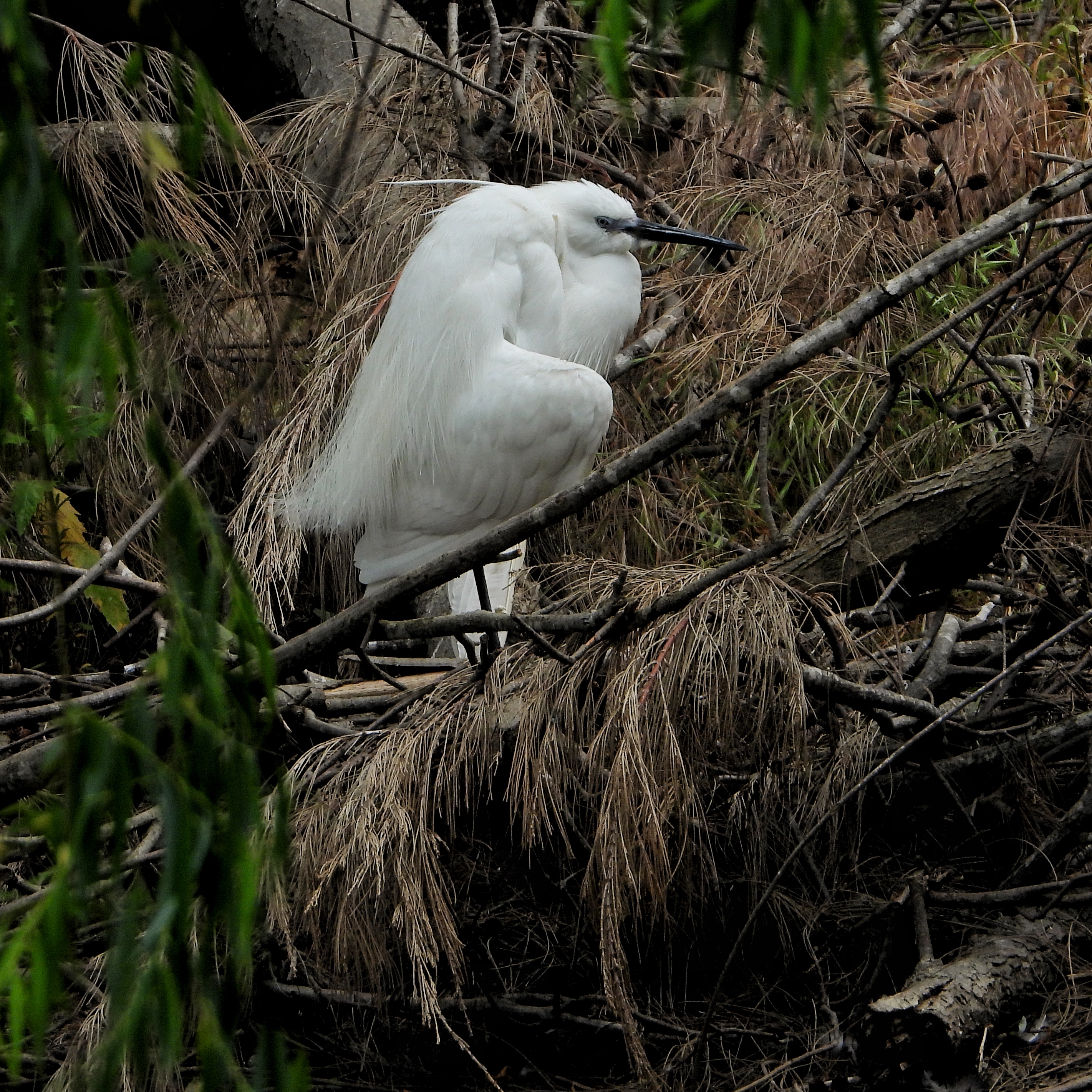 Little egret