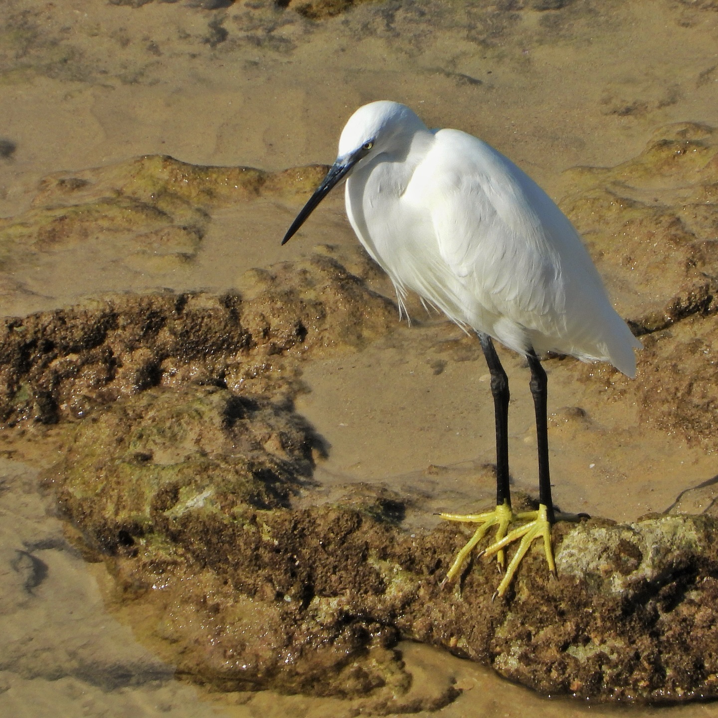 Little Egret 8