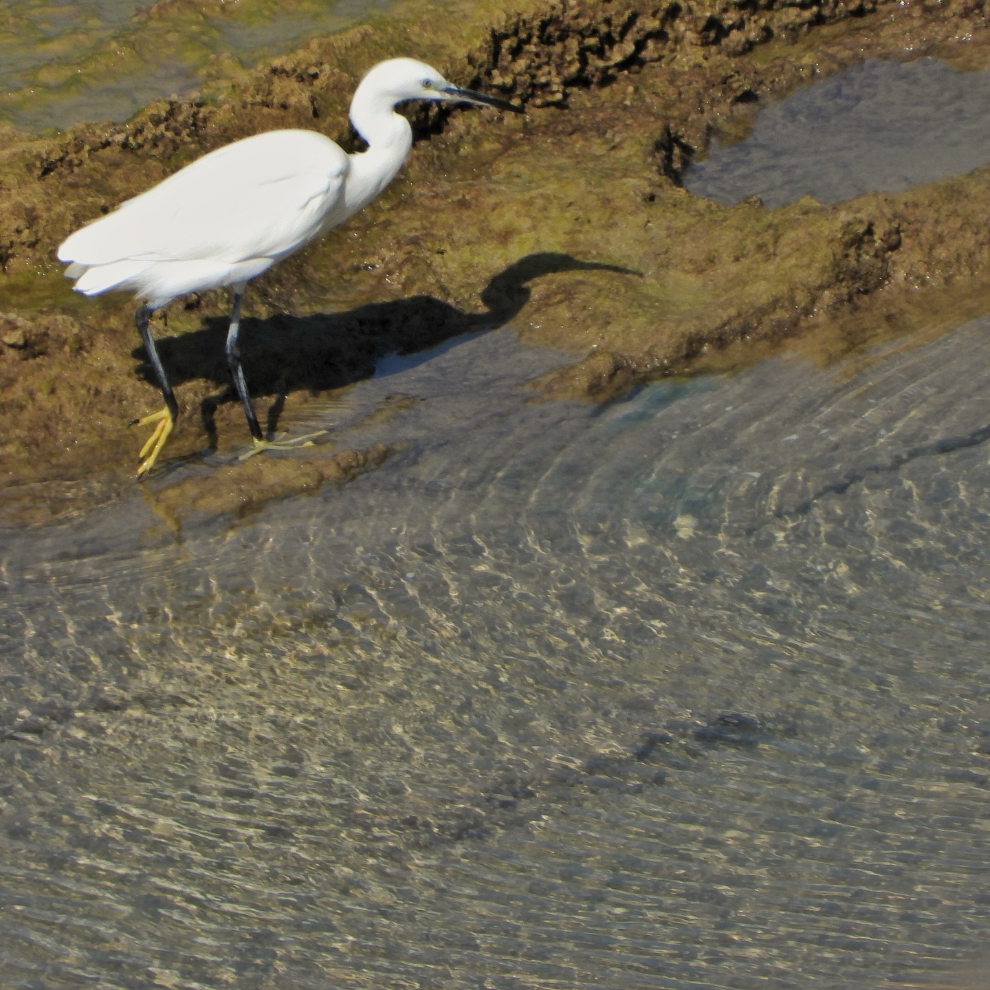 Little Egret 9