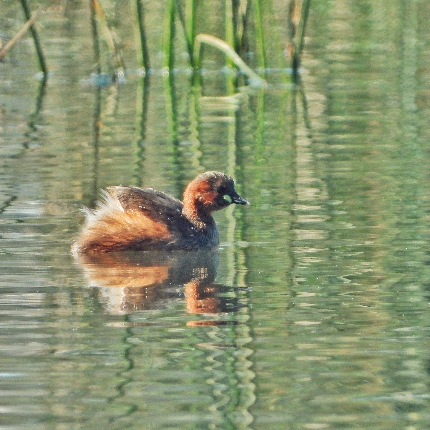 Little Grebe 2