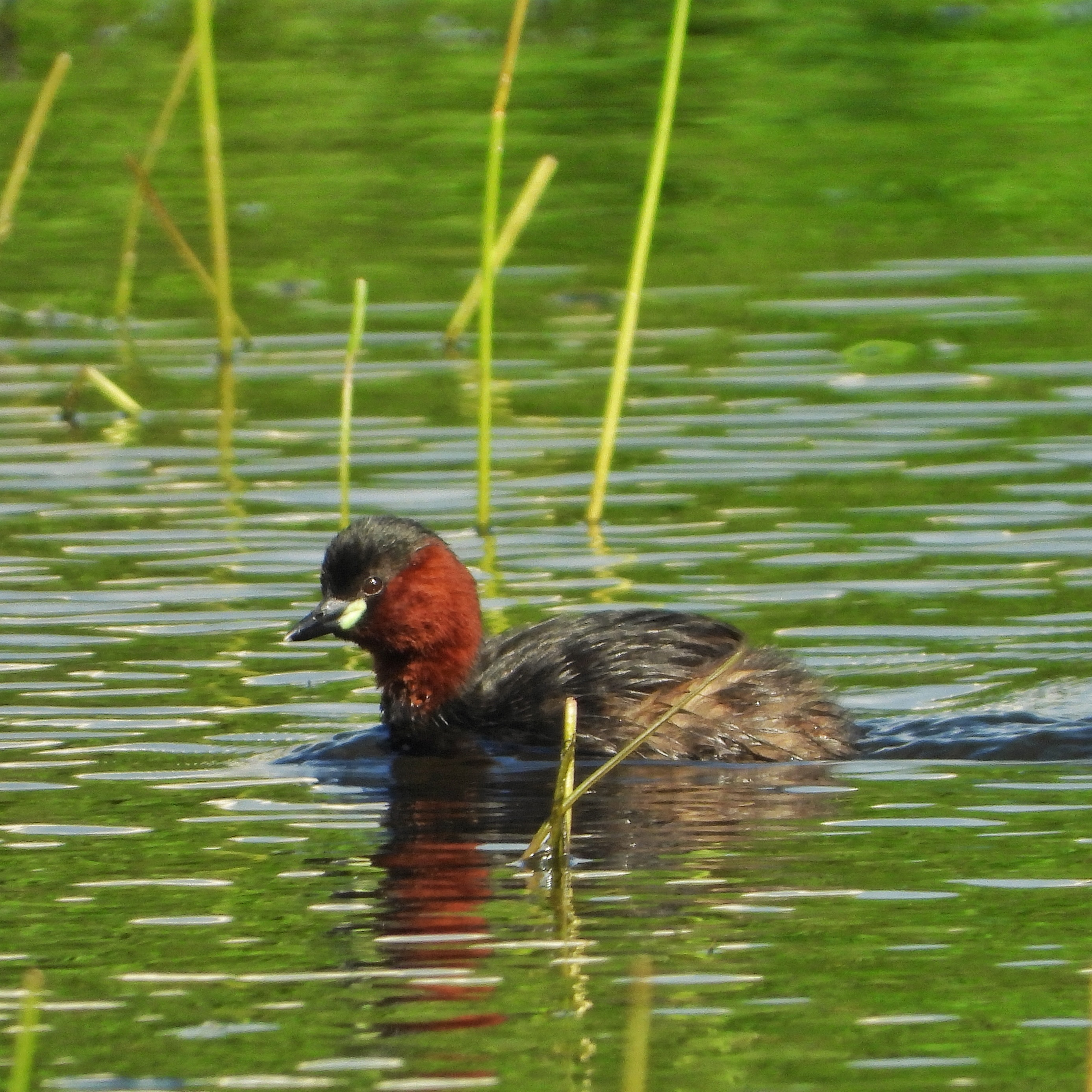 Little Grebe 3