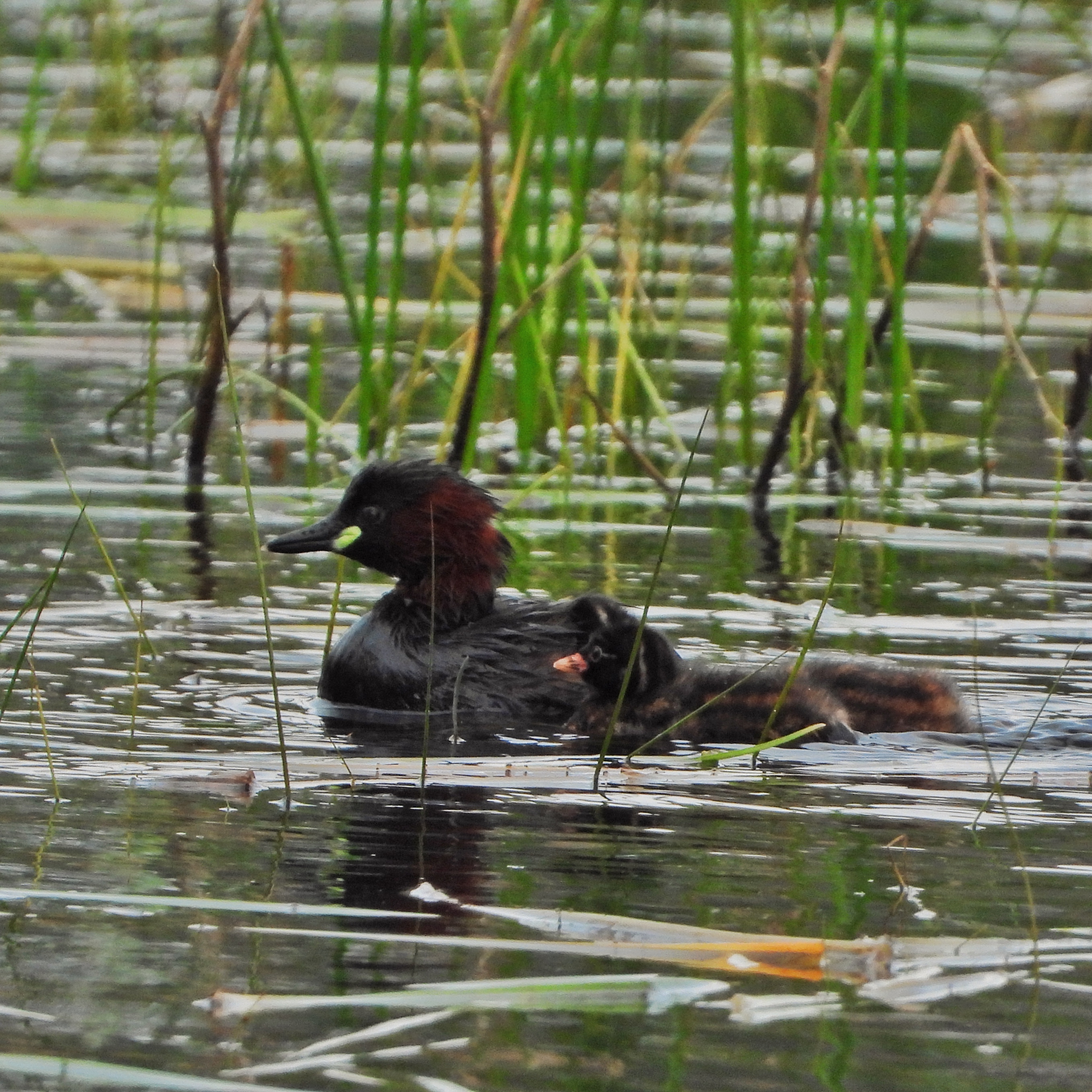 Little Grebe 4