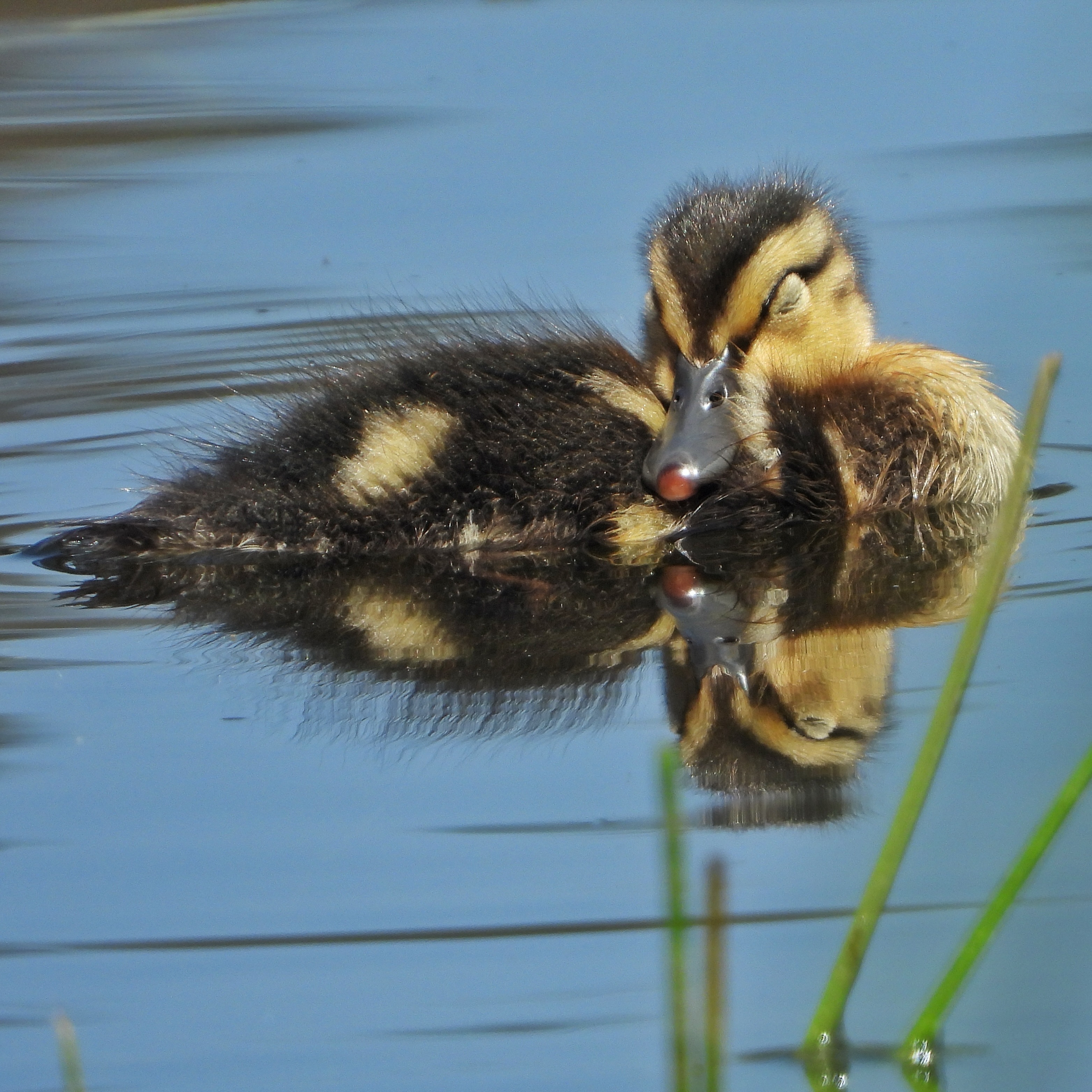 Mallard 28